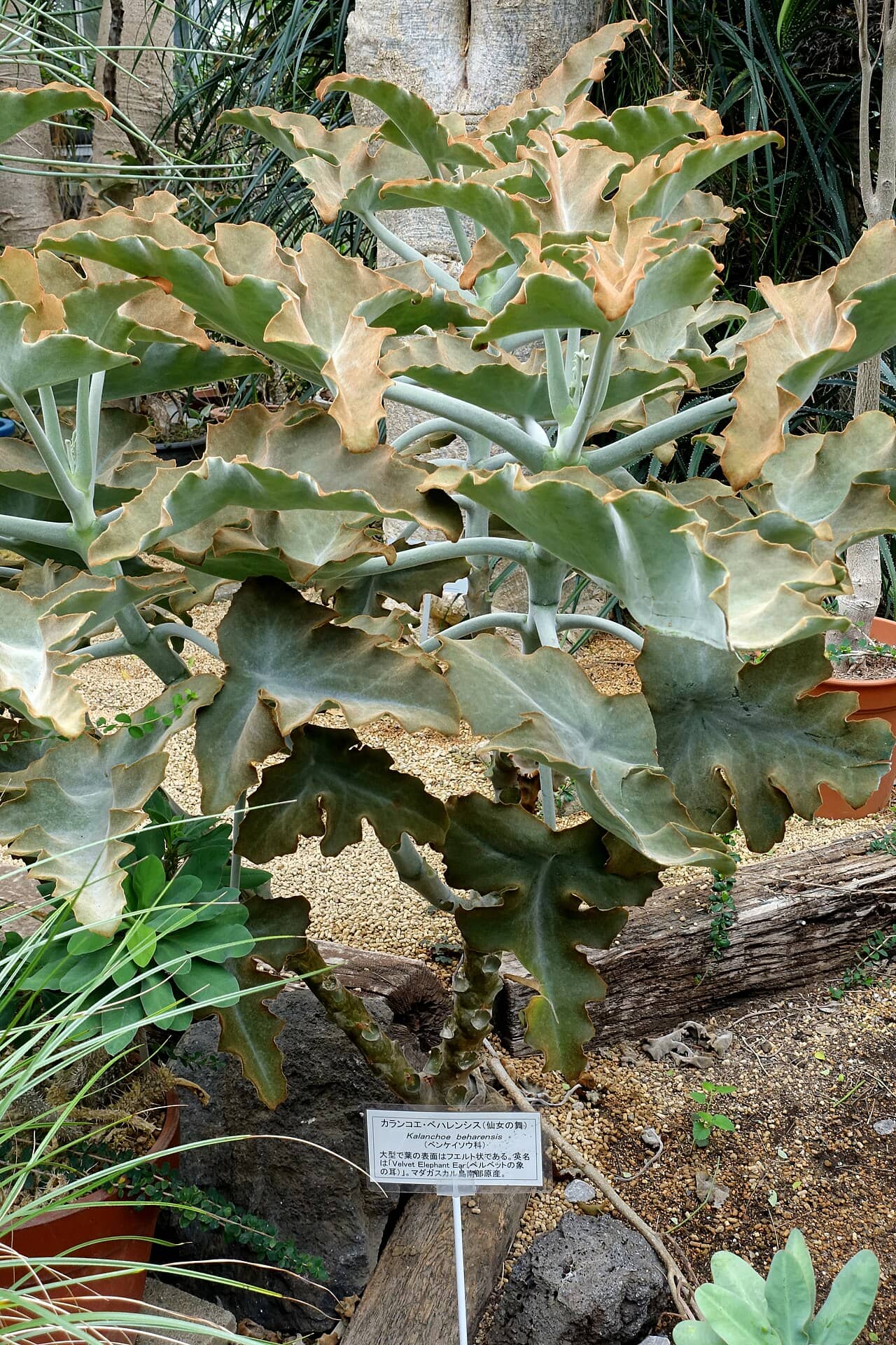 Close view of Feltbush (Kalanchoe beharensis) foliage.