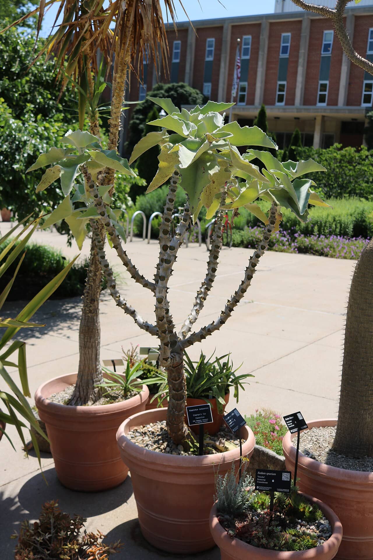 Feltbush (Kalanchoe beharensis) growing in a pot.