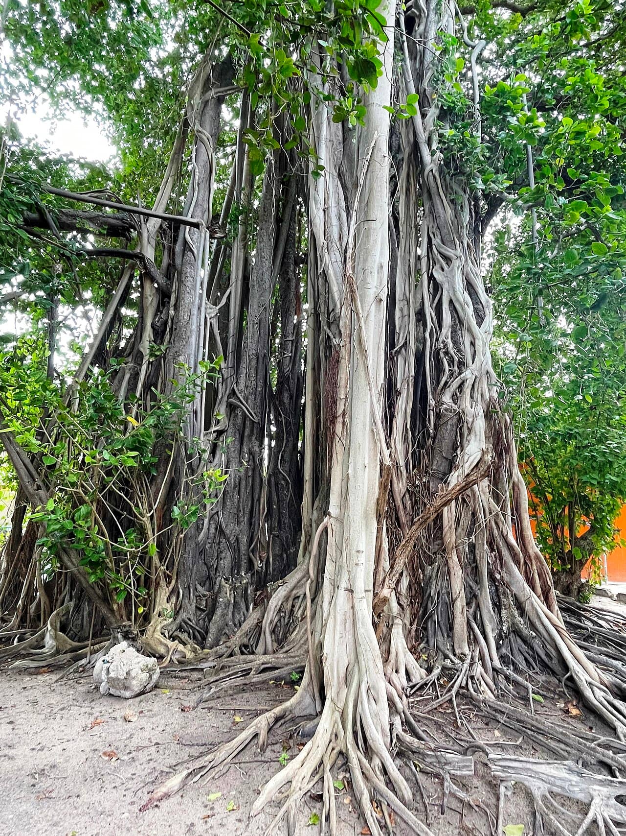 Ara Banyan (Ficus benghalensis), the whole plant.