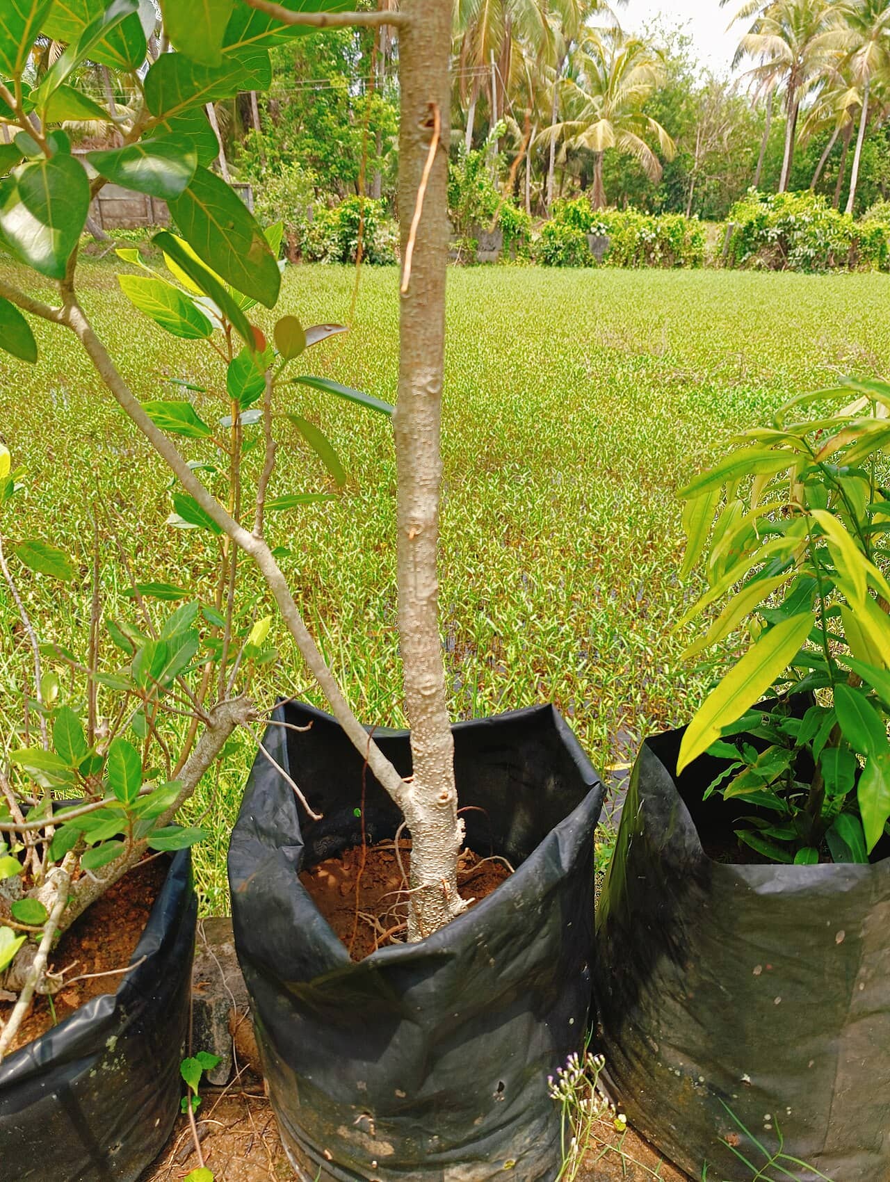 Ara Banyan (Ficus benghalensis) growing in a pot.