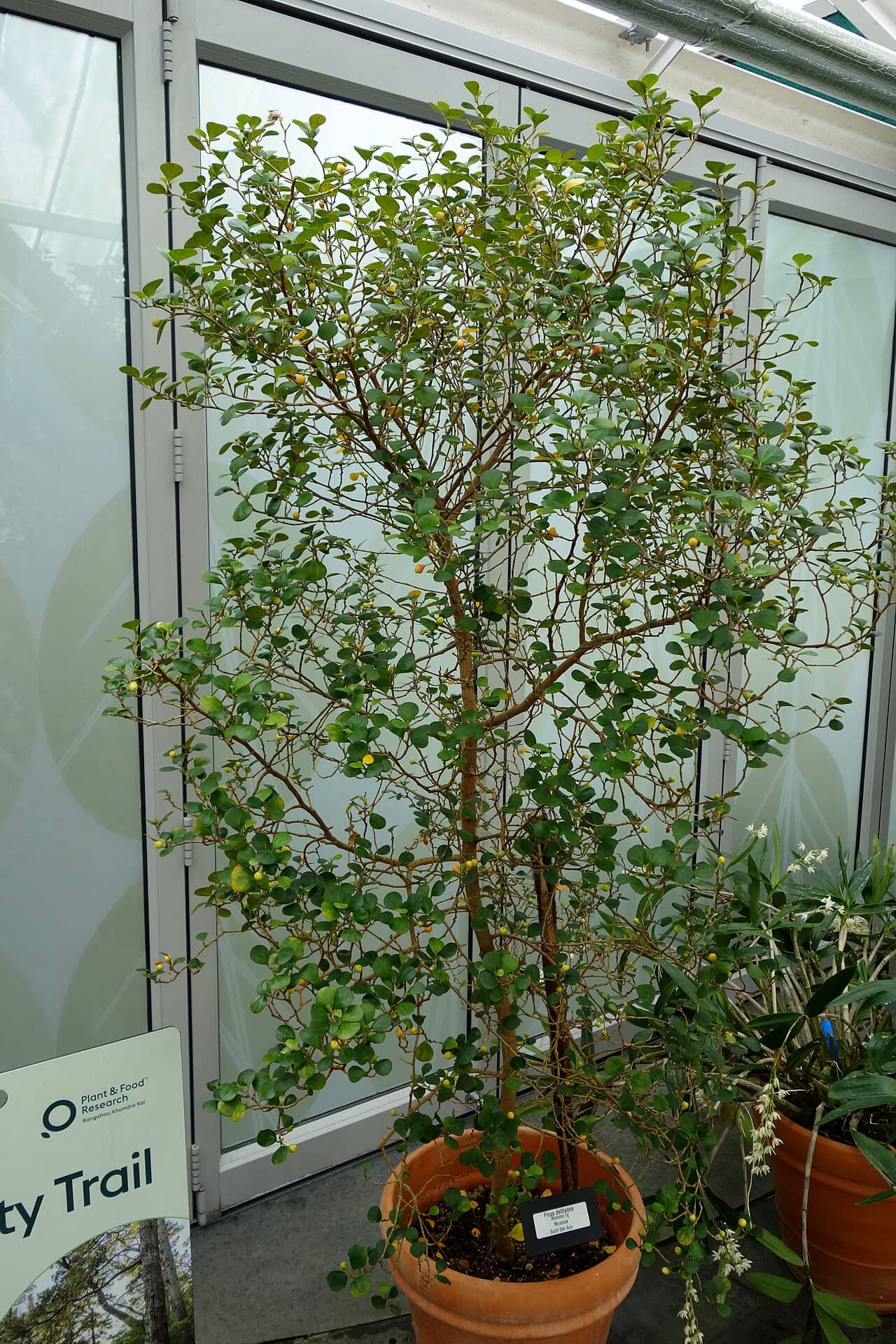 Delta Fig (Ficus deltoidea), the whole plant.