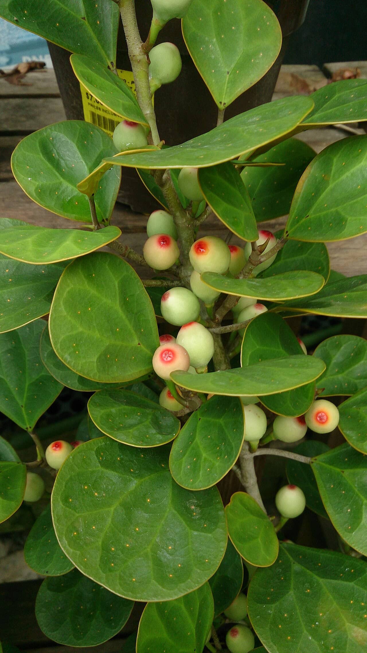 Close view of Delta Fig (Ficus deltoidea) foliage.