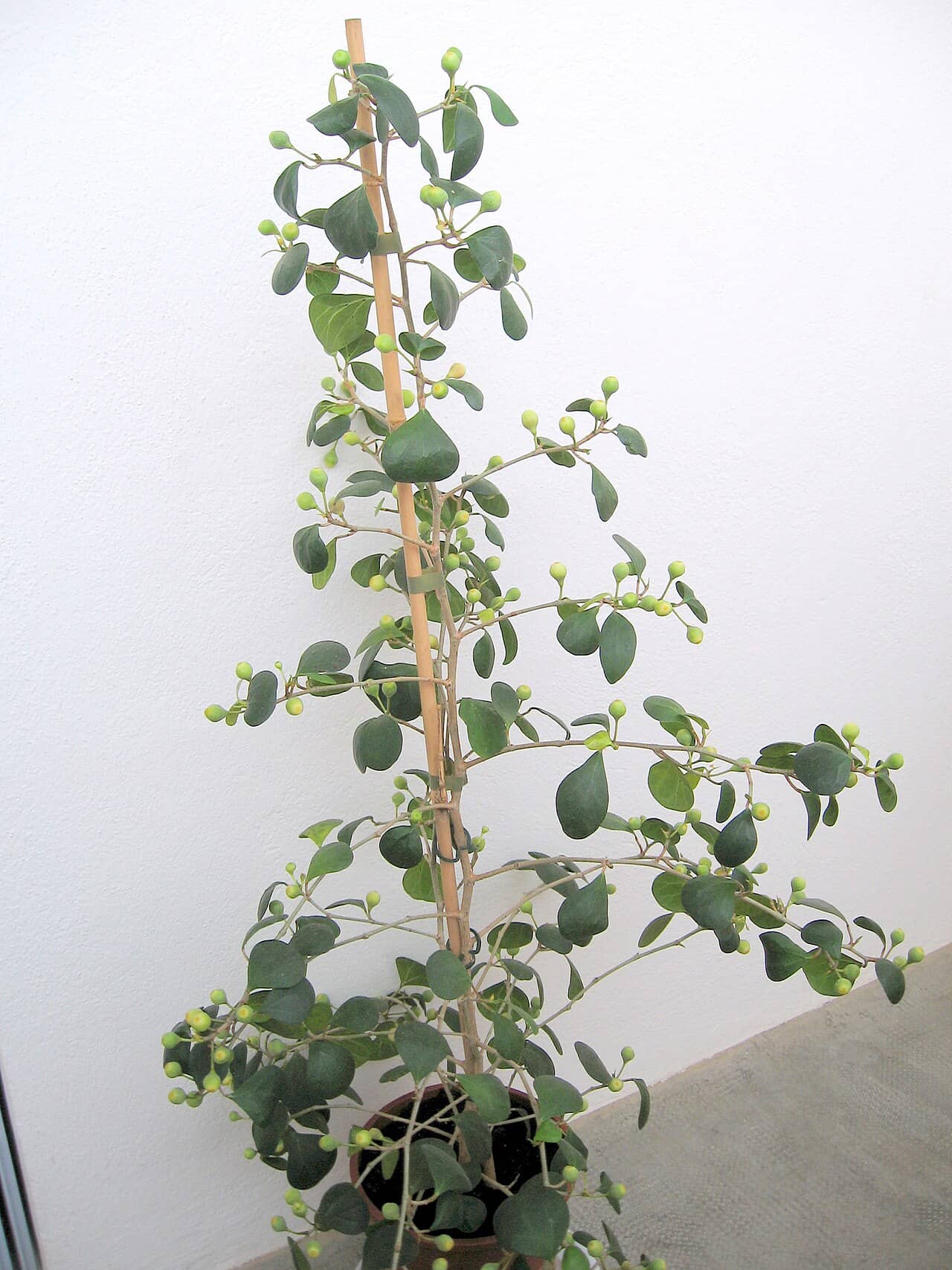 Delta Fig (Ficus deltoidea) growing in a pot.