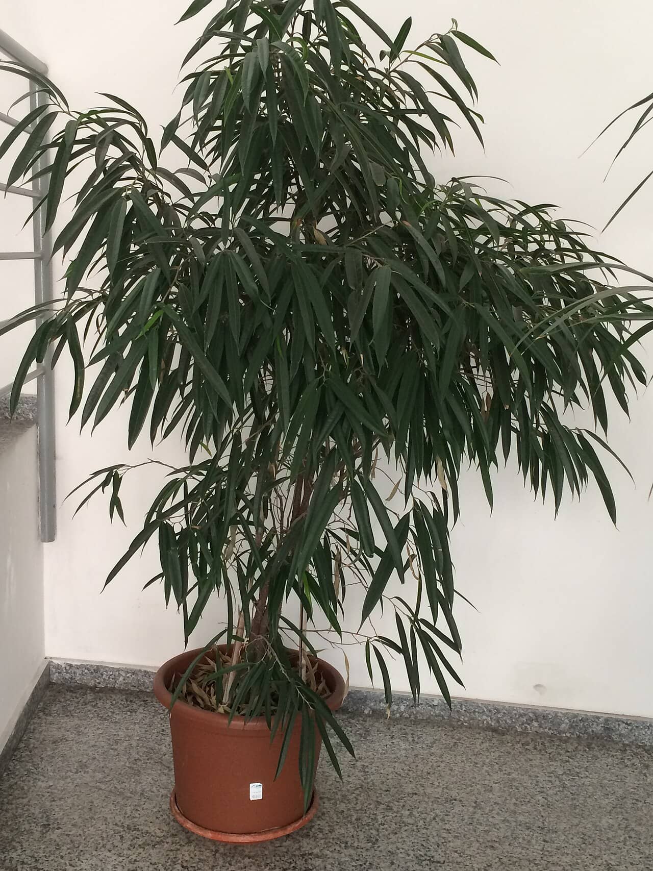 Banana leaf fig (Ficus maclellandii), the whole plant.