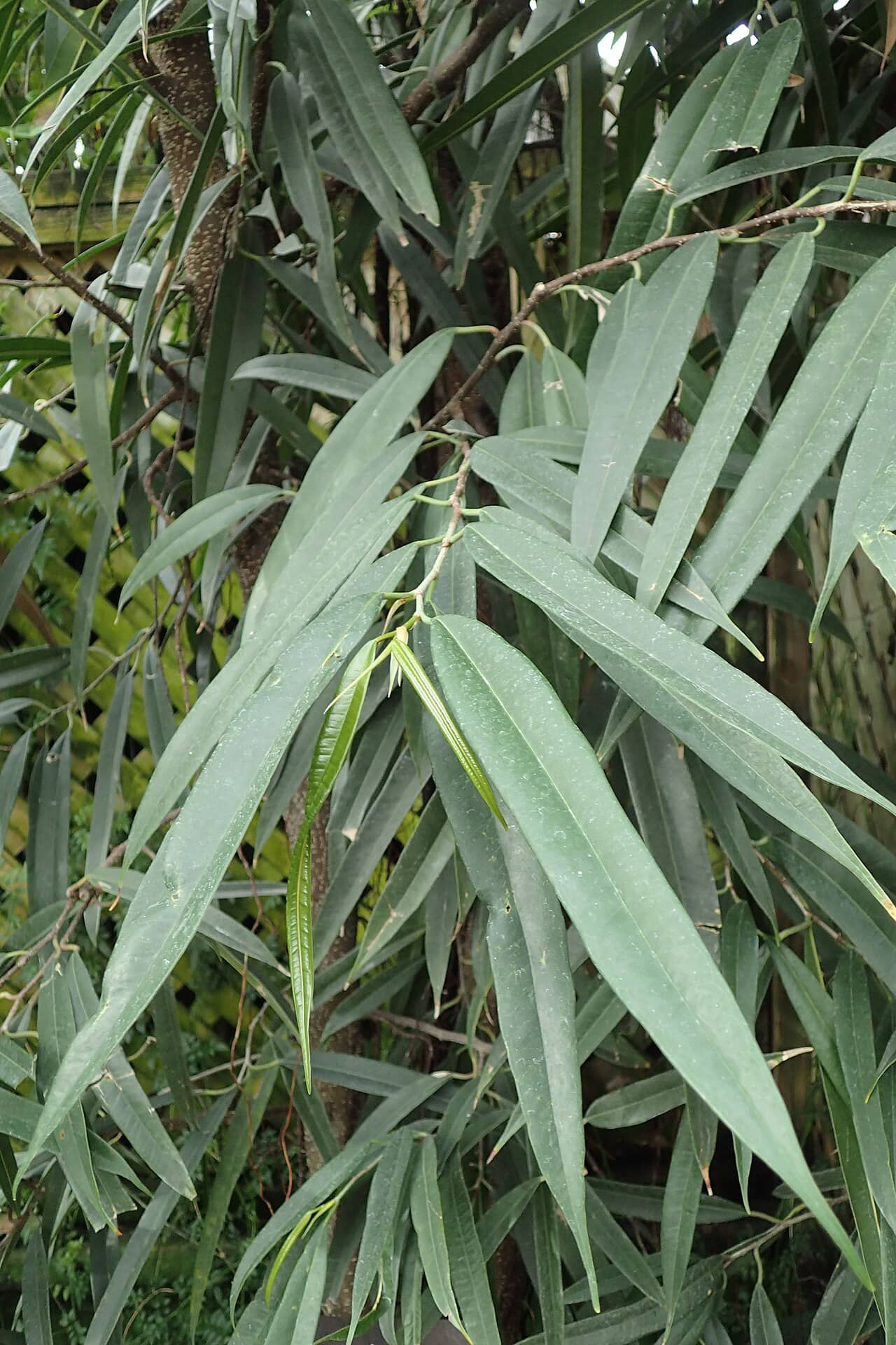 Close view of Banana leaf fig (Ficus maclellandii) foliage.