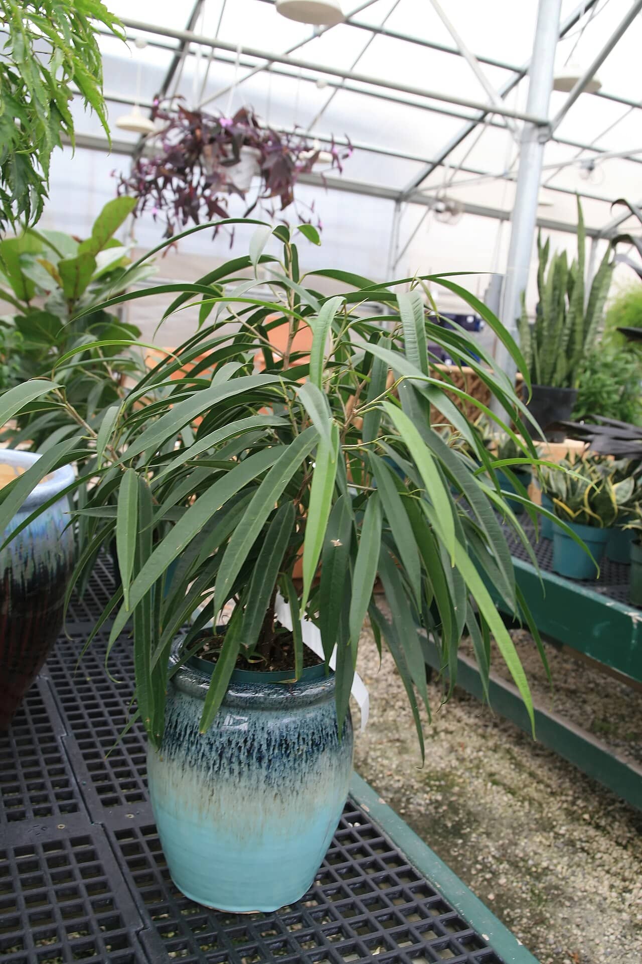 Banana leaf fig (Ficus maclellandii) growing in a pot.