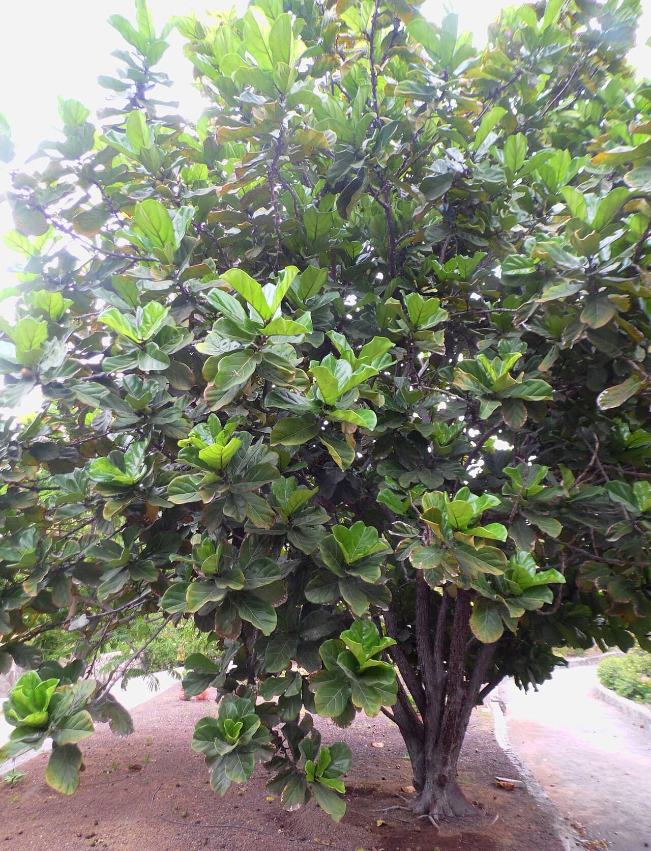 Fiddle-leaf fig (Ficus lyrata), the whole plant.