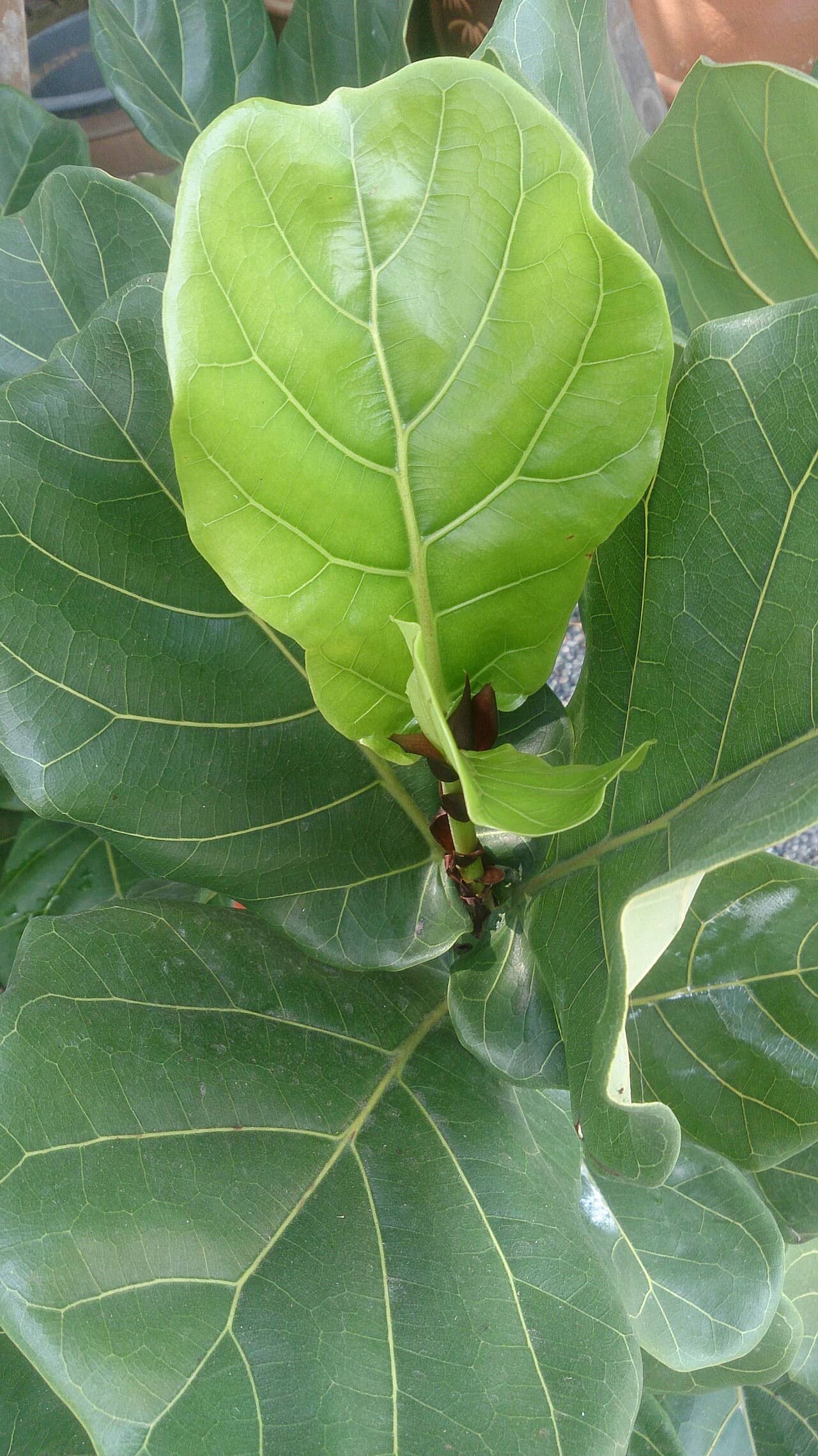 Close view of Fiddle-leaf fig (Ficus lyrata) foliage.