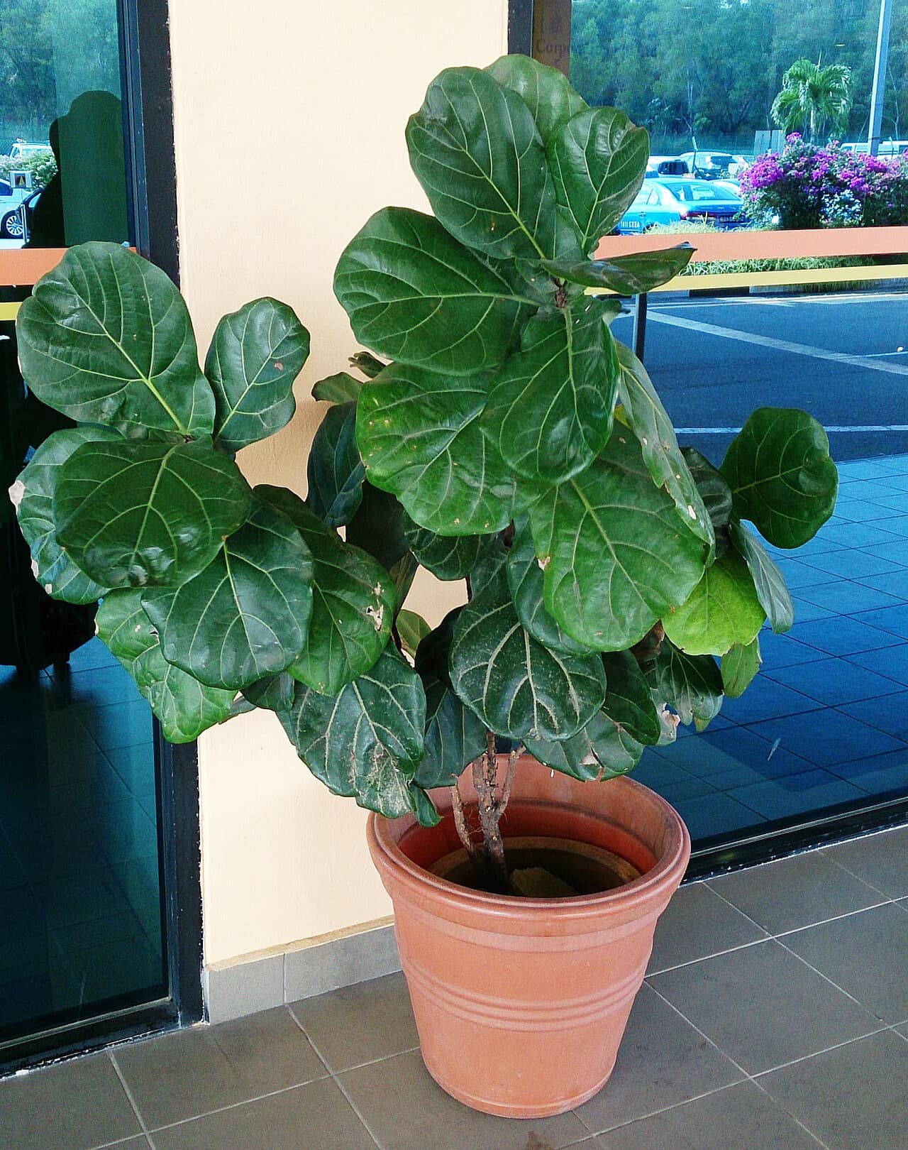 Fiddle-leaf fig (Ficus lyrata) growing in a pot.