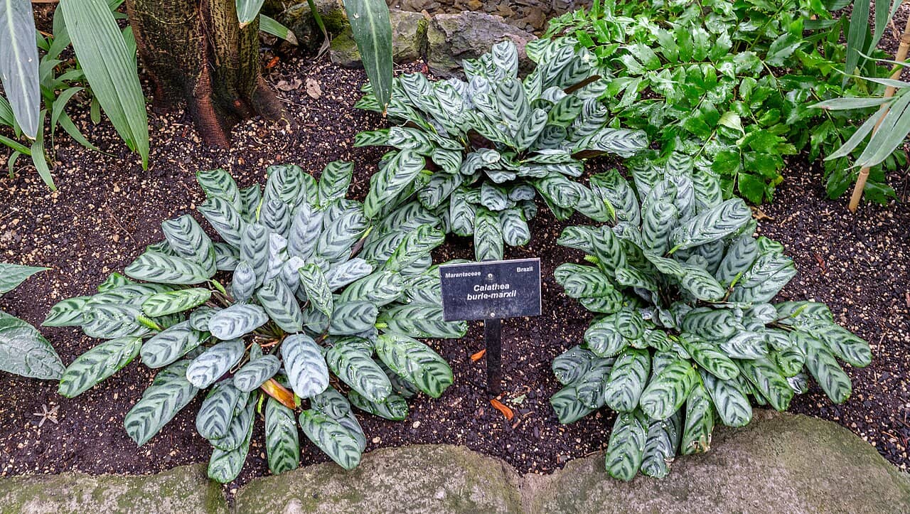 Fishbone prayer plants (Ctenanthe burle-marxii), the whole plant.