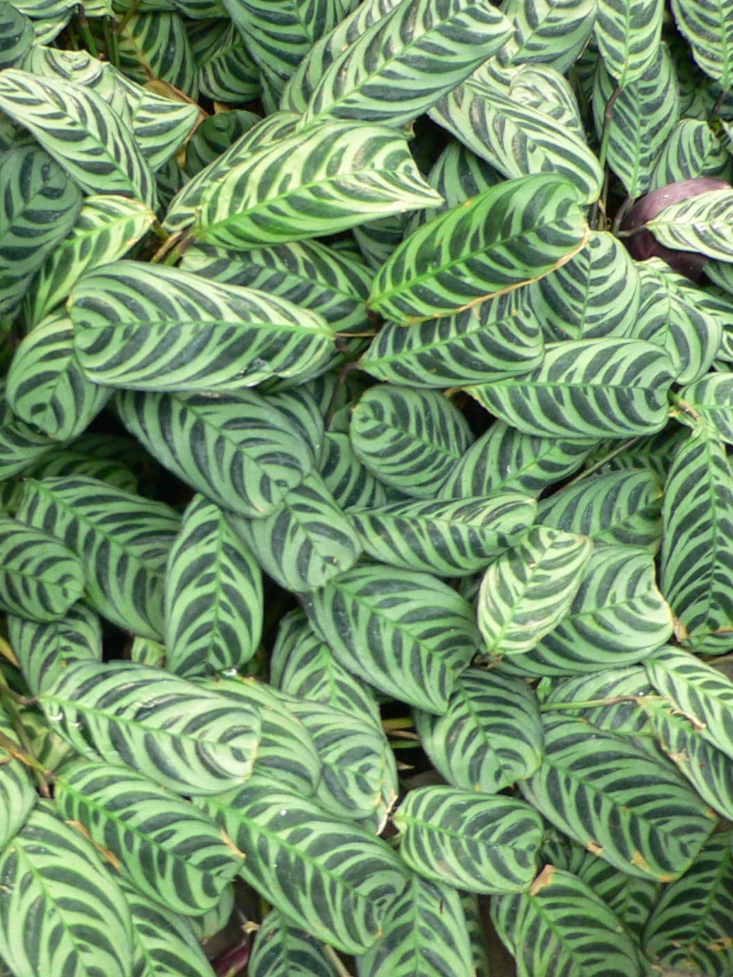 Close view of Fishbone prayer plants (Ctenanthe burle-marxii) foliage.