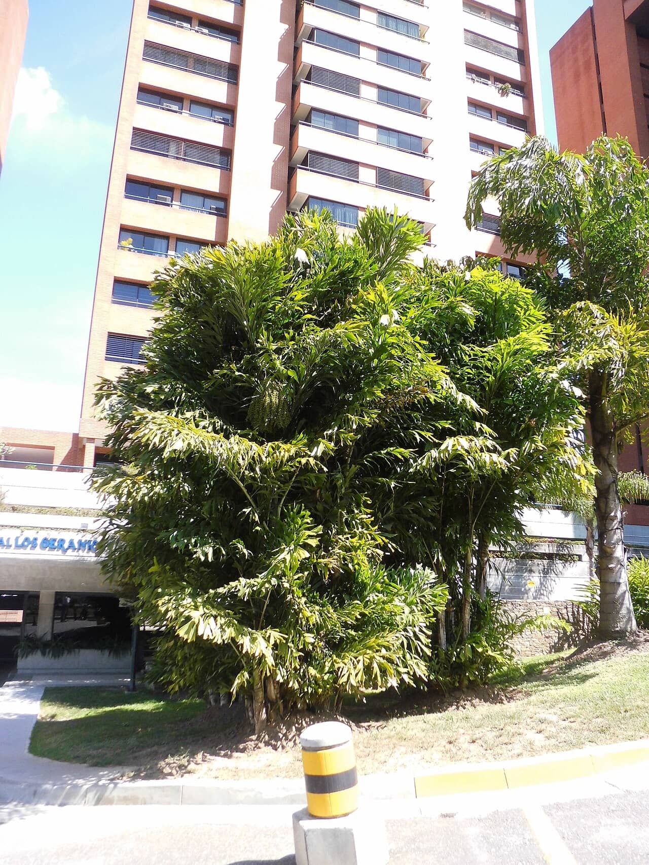Fishtail Palm (Caryota mitis), the whole plant.