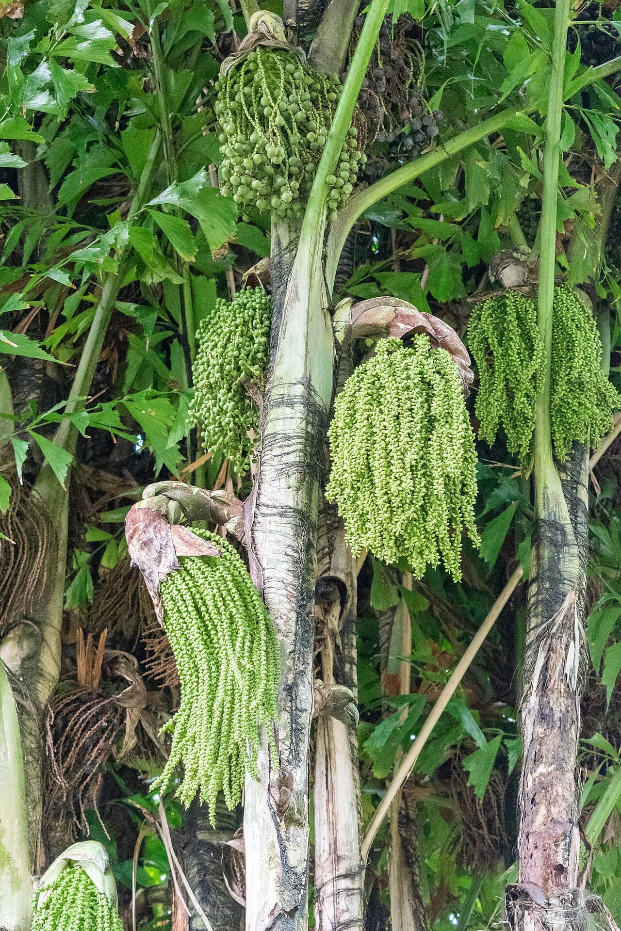 Close view of Fishtail Palm (Caryota mitis) foliage.