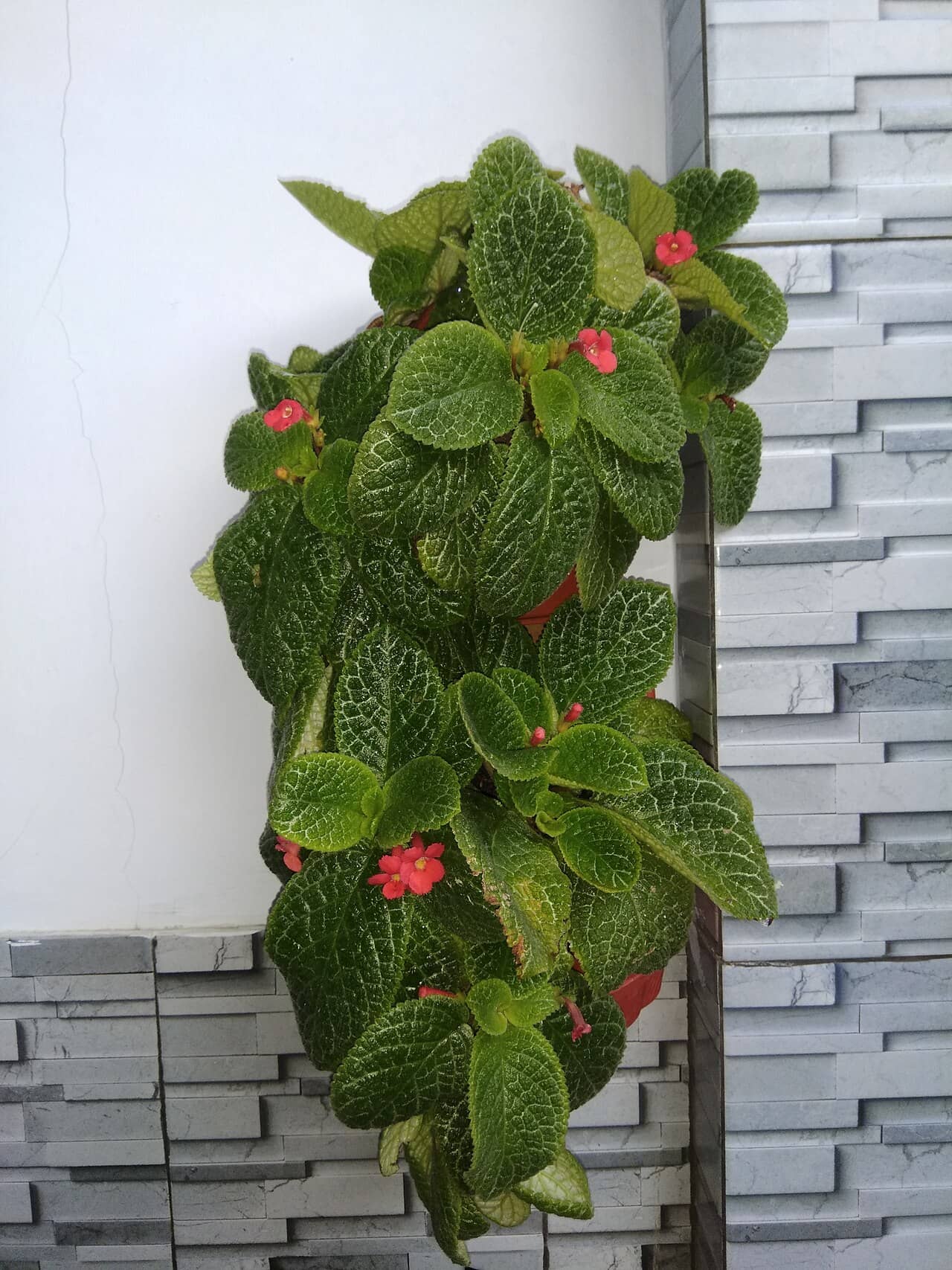 Flame Violet (Episcia cupreata), the whole plant.