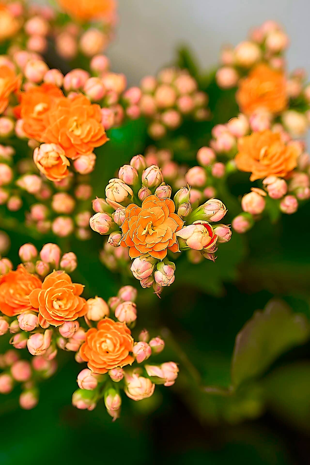 Flowers of Flaming Katy (Kalanchoe blossfeldiana).