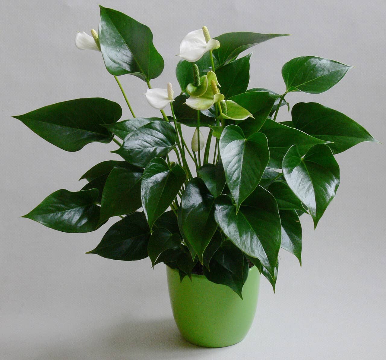 Flamingo flower (Anthurium andraeanum) growing in a pot.