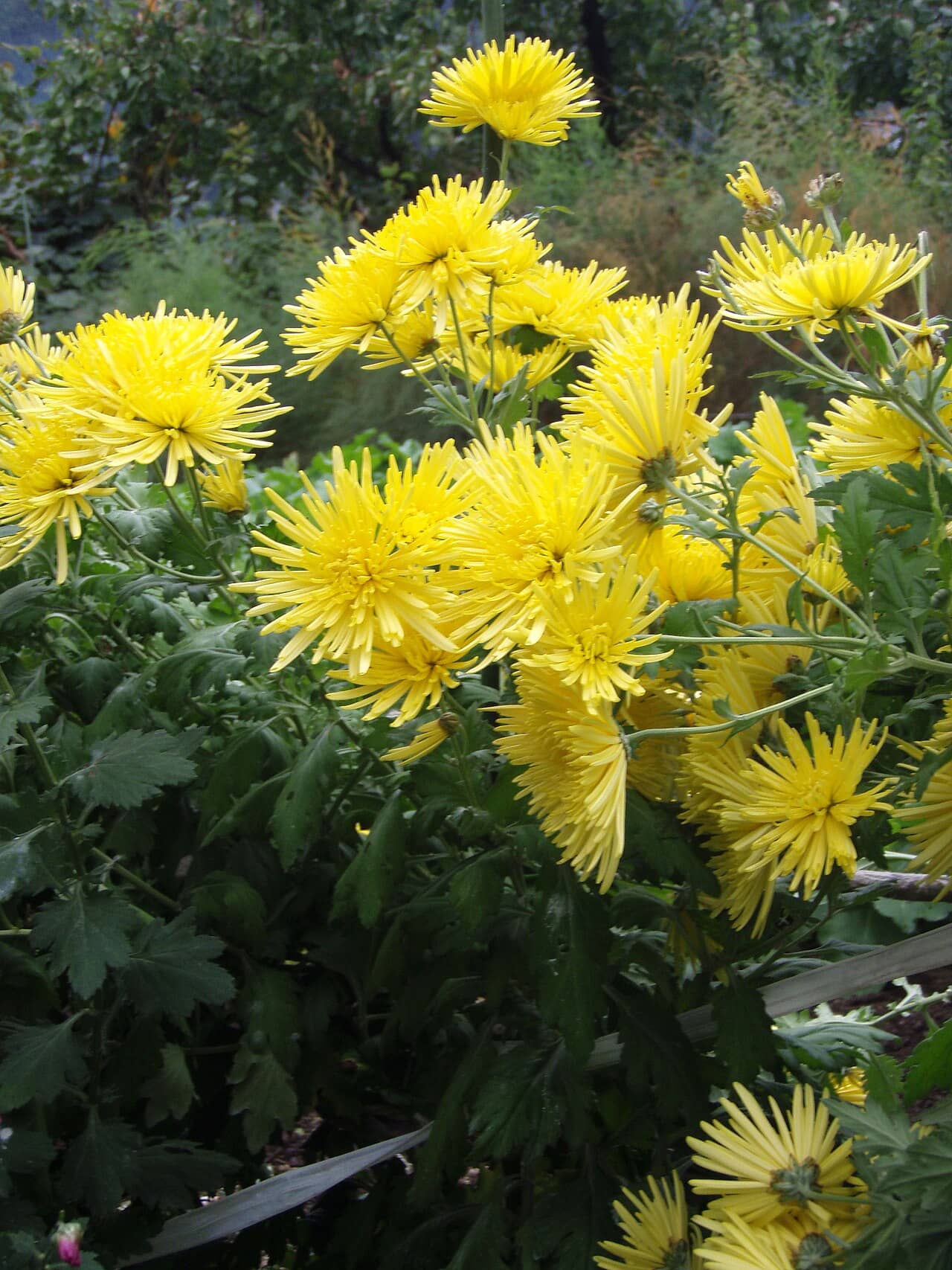 Florist's chrysanthemum (Chrysanthemum × morifolium), the whole plant.