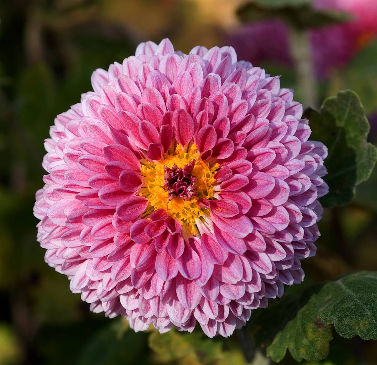 Flowers of Florist's chrysanthemum (Chrysanthemum × morifolium).