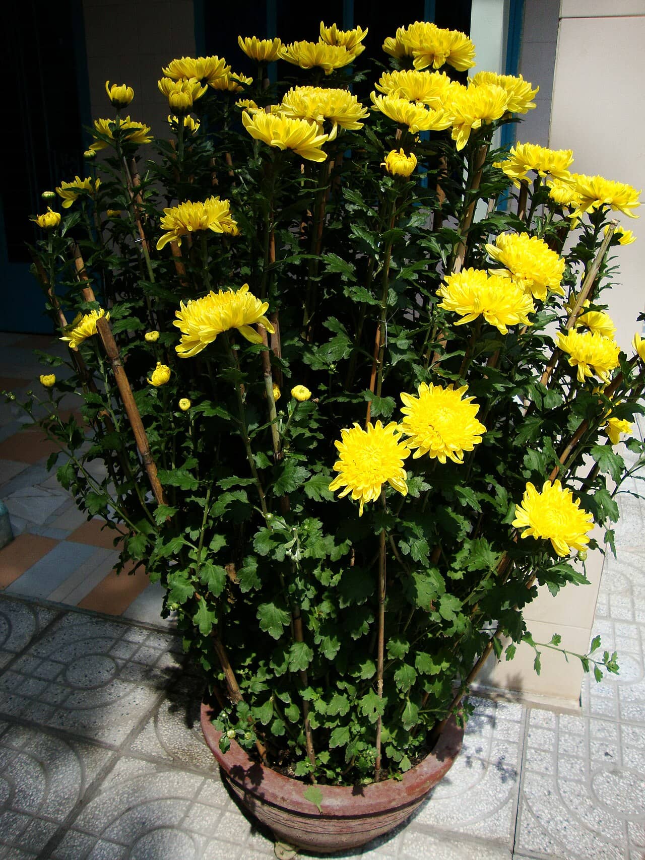 Florist's chrysanthemum (Chrysanthemum × morifolium) growing in a pot.