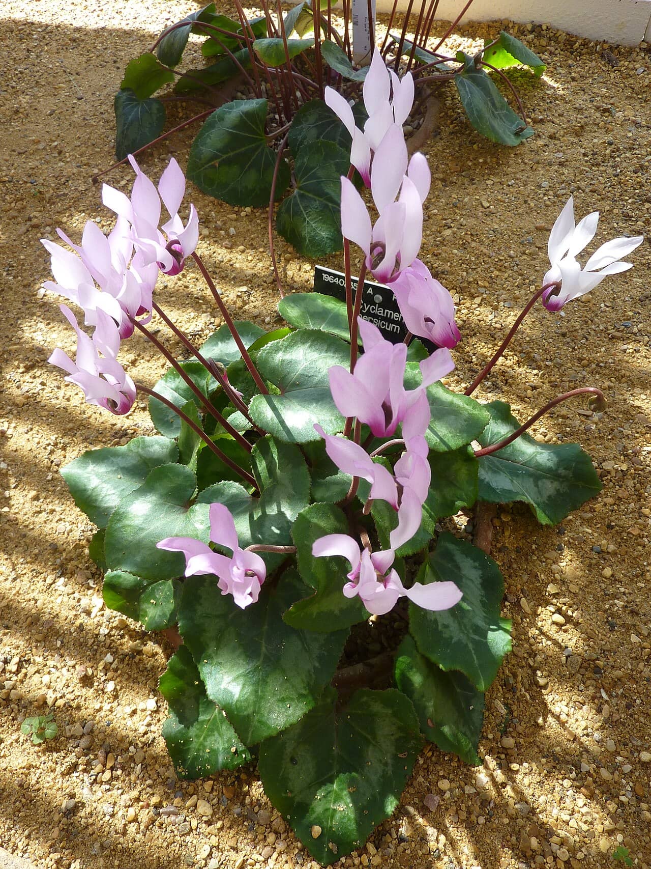 Florist's cyclamen (Cyclamen persicum), the whole plant.