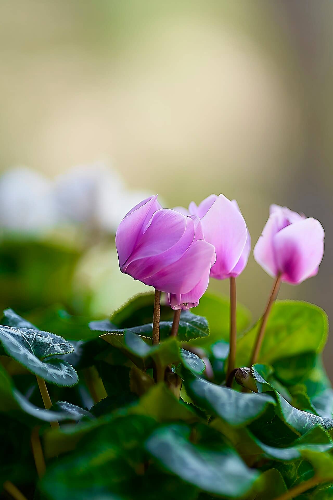 Flowers of Florist's cyclamen (Cyclamen persicum).