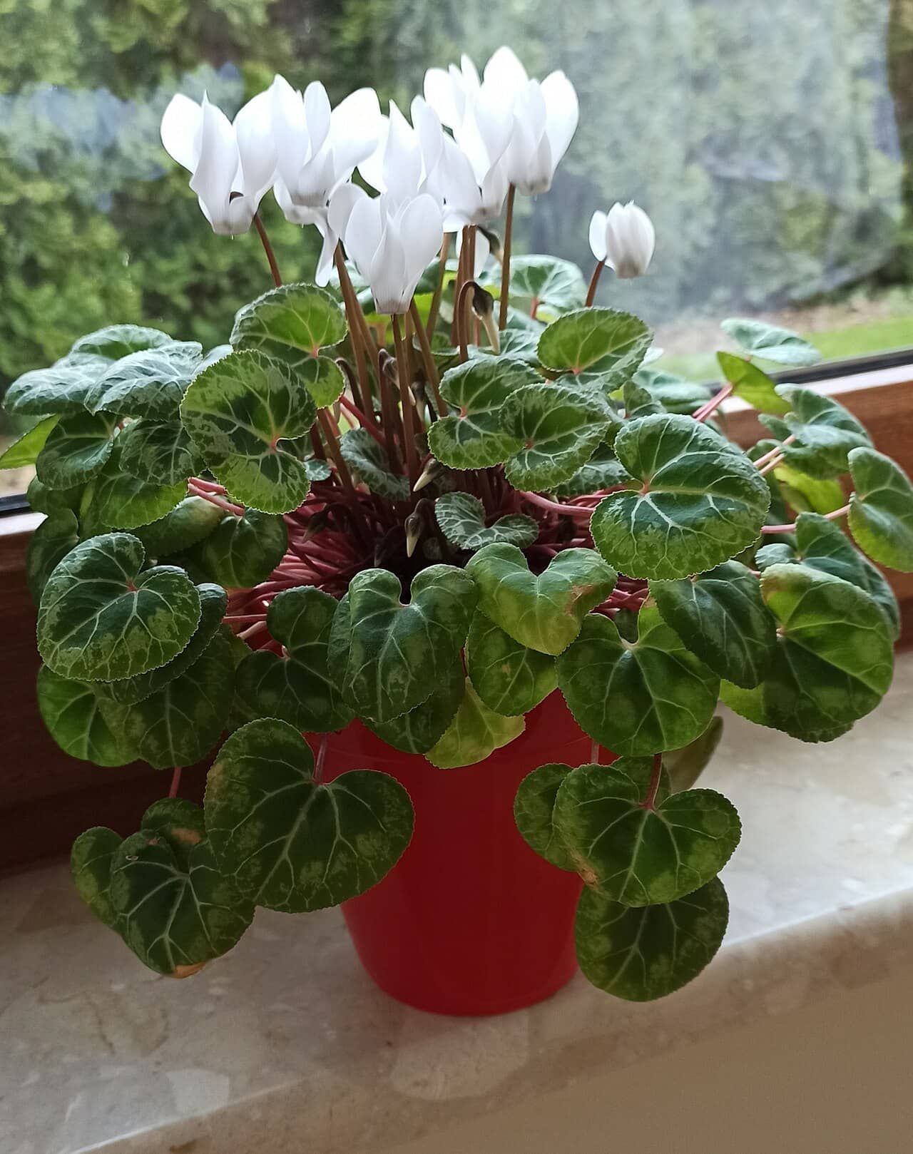 Florist's cyclamen (Cyclamen persicum) growing in a pot.