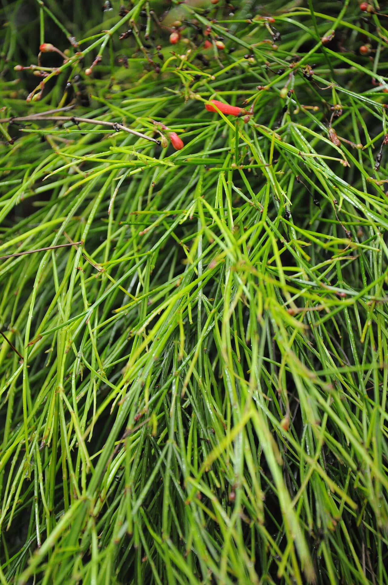 Fountainbush (Russelia equisetiformis), the whole plant.