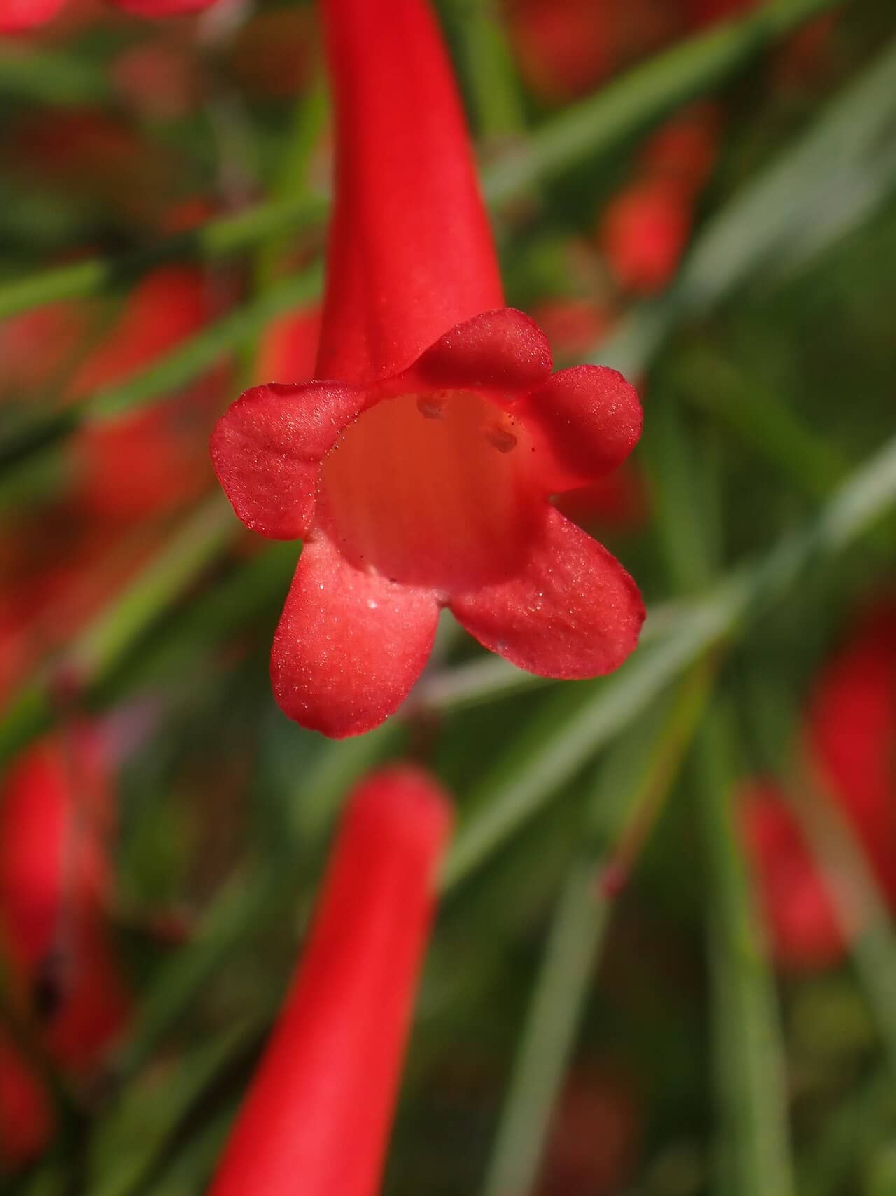 Flowers of Fountainbush (Russelia equisetiformis).