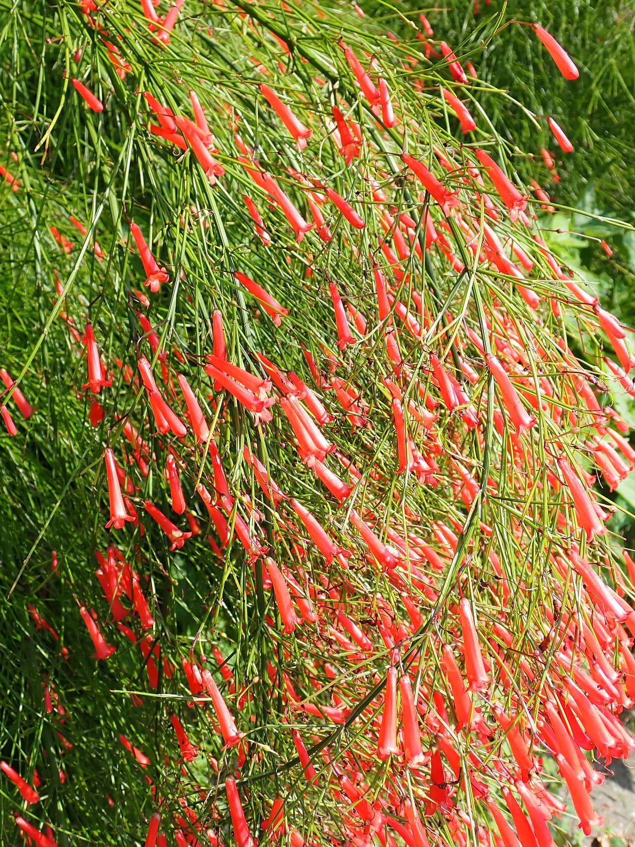 Fountainbush (Russelia equisetiformis) growing wild.
