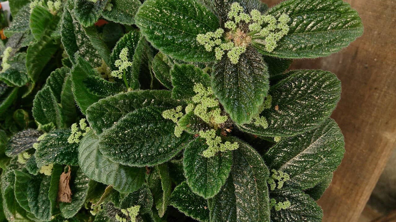 Friendship Plant (Pilea involucrata), the whole plant.