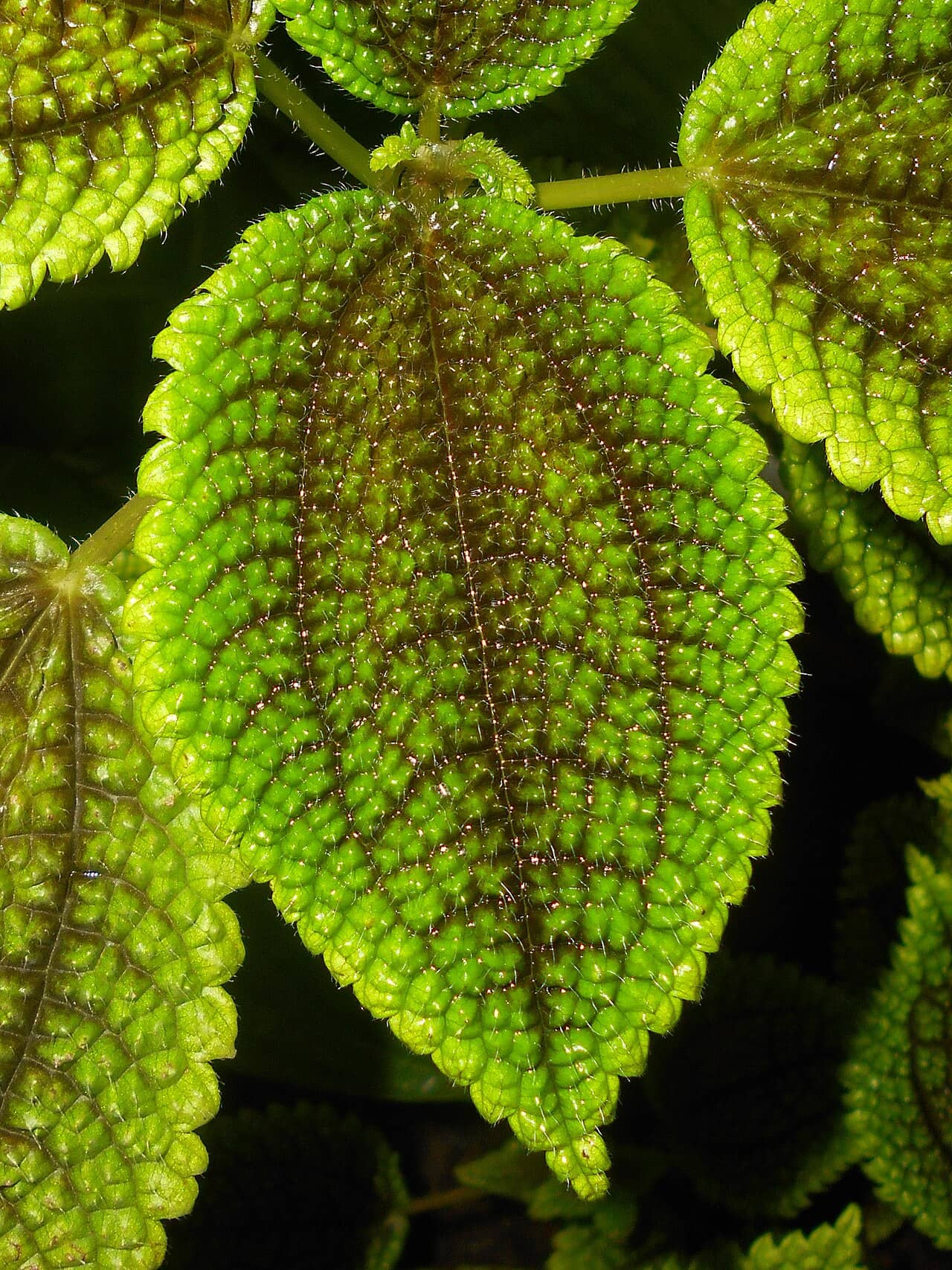 Close view of Friendship Plant (Pilea involucrata) foliage.
