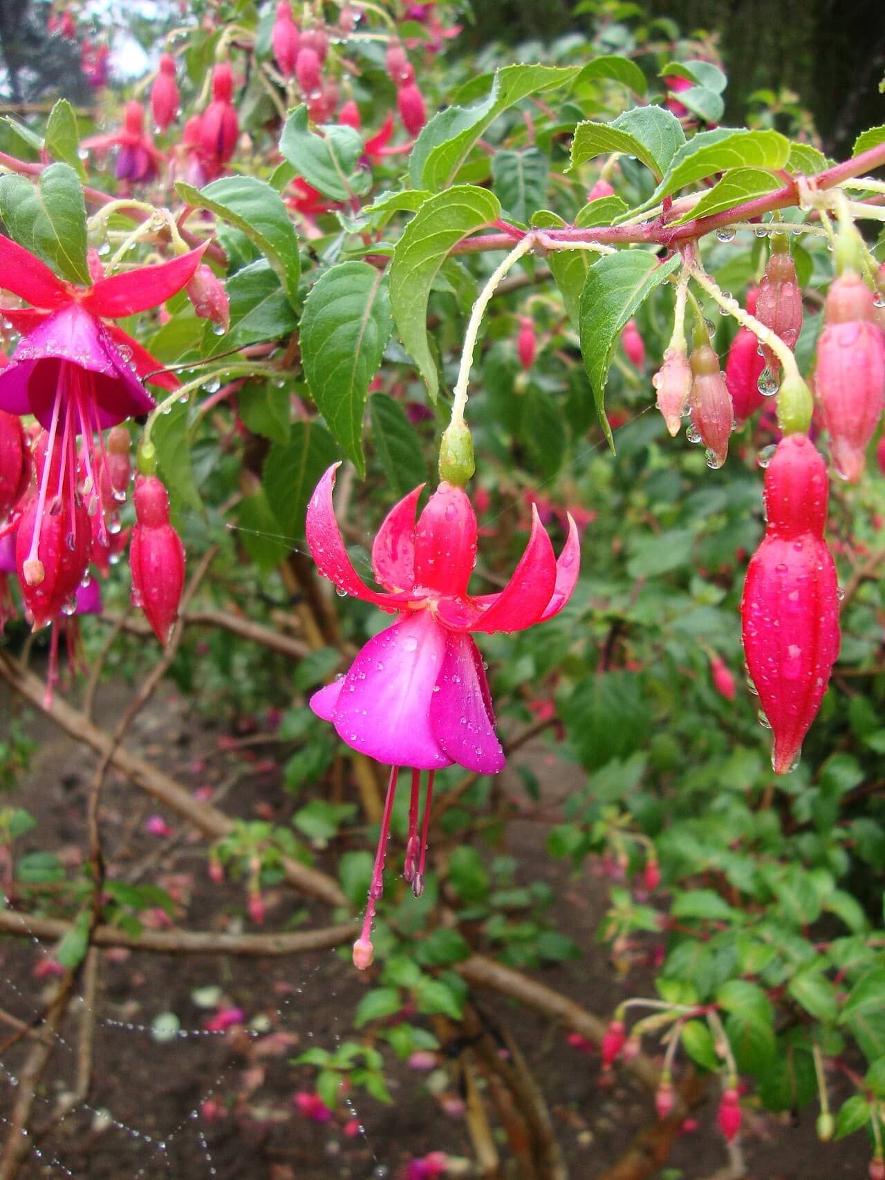 Fuchsia (Fuchsia × standishii), the whole plant.