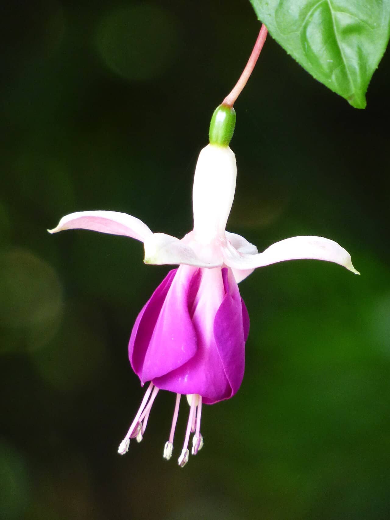 Flowers of Fuchsia (Fuchsia × standishii).