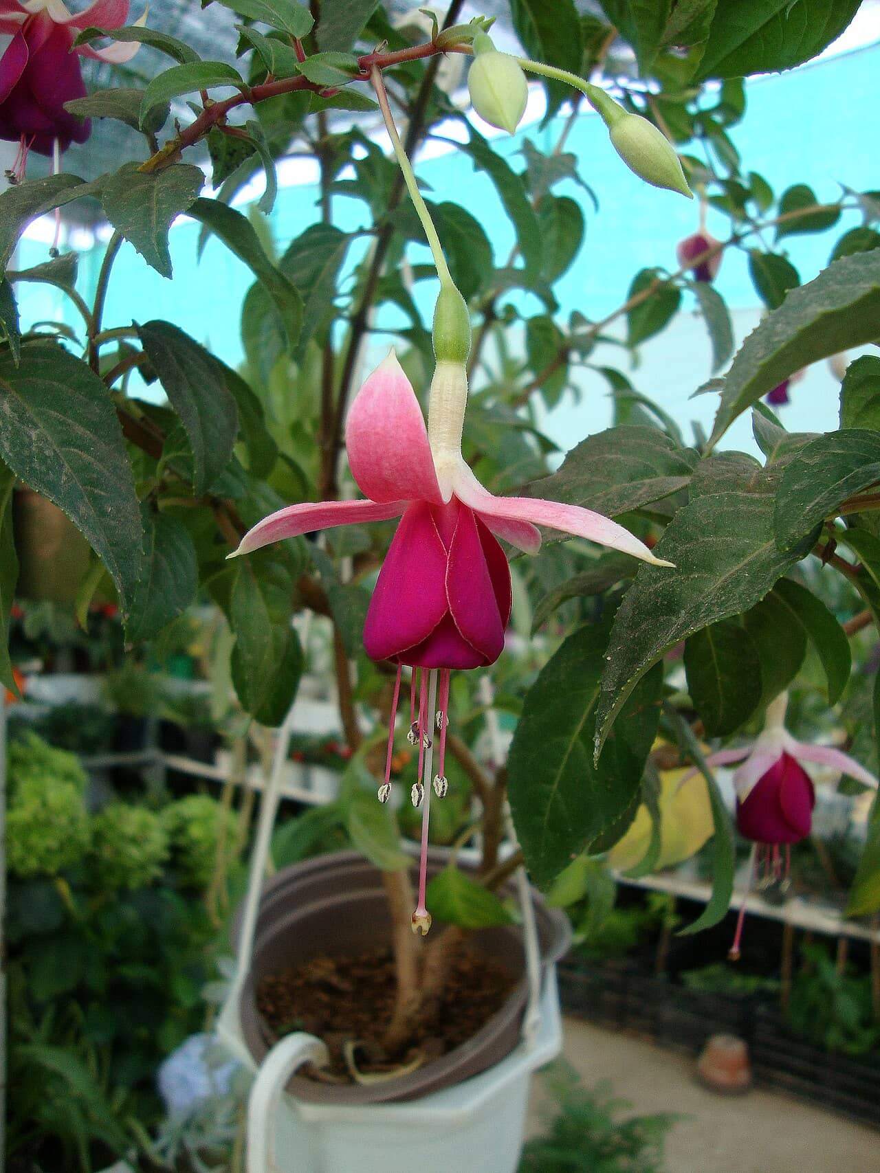 Fuchsia (Fuchsia × standishii) growing in a pot.