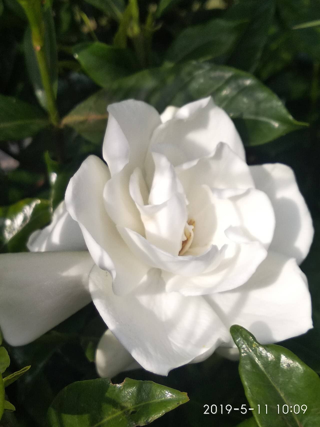 Flowers of Gardenia (Gardenia jasminoides).