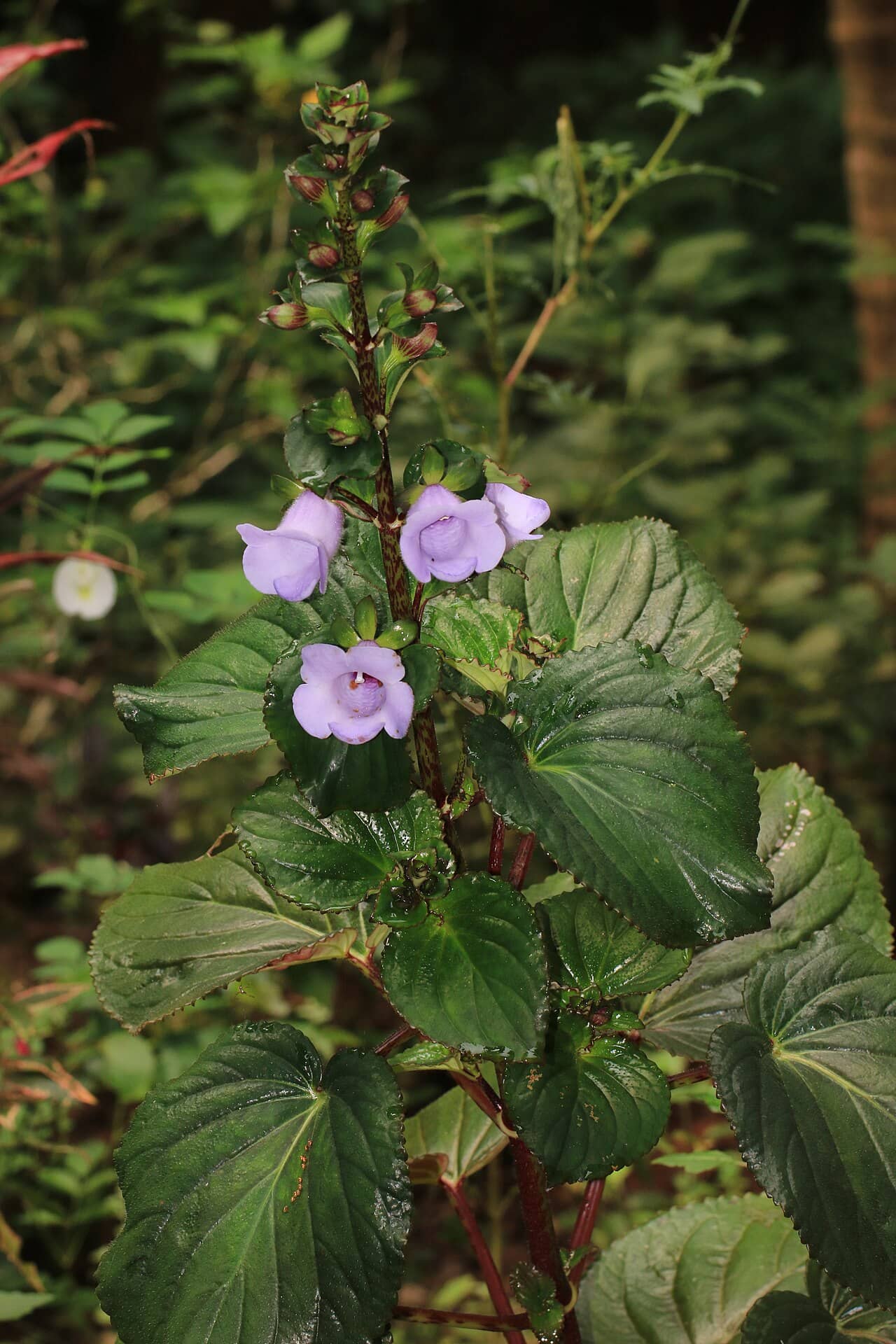 Flowers of Canterbury-Bell (Gloxinia perennis).