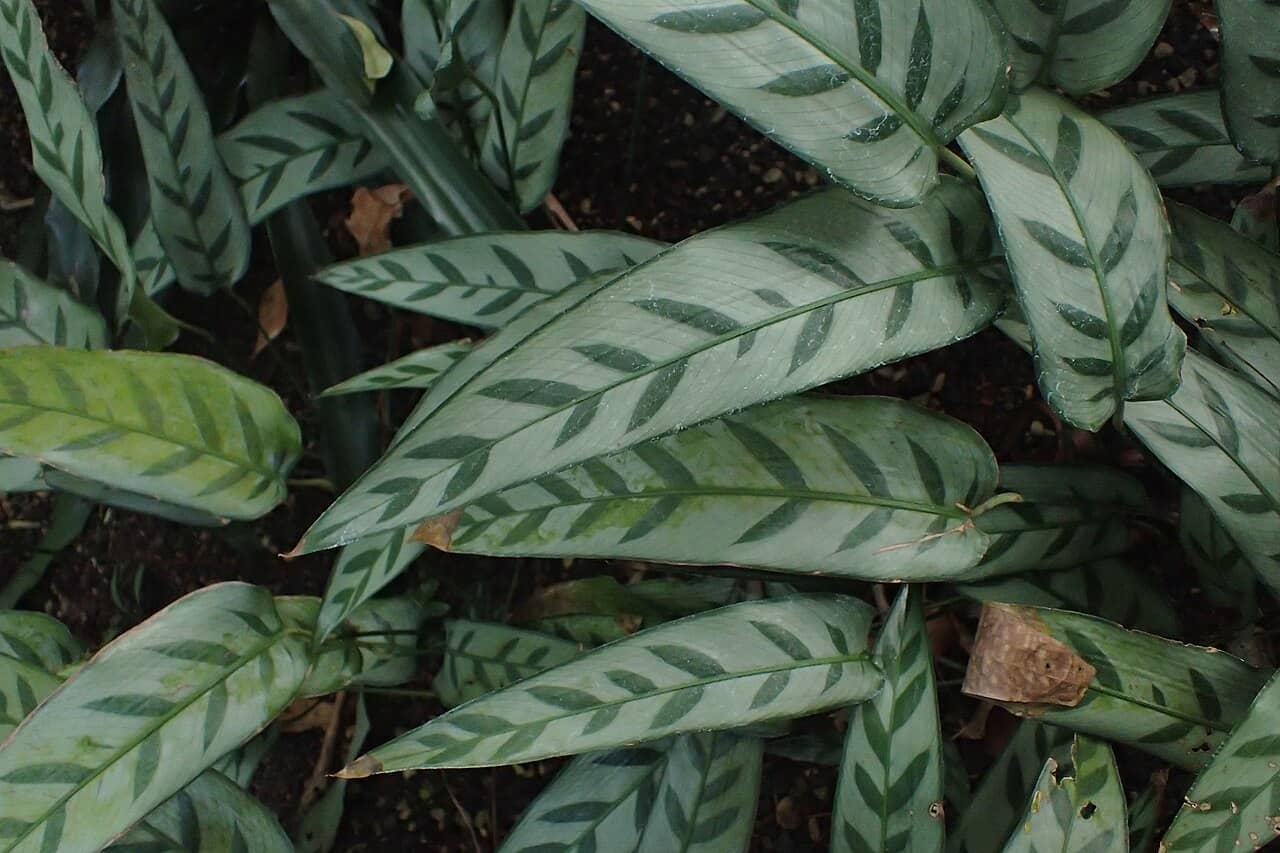 Close view of Goeppertia bachemiana (Goeppertia bachemiana) foliage.