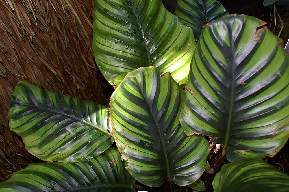 Close view of Goeppertia fasciata (Goeppertia fasciata) foliage.