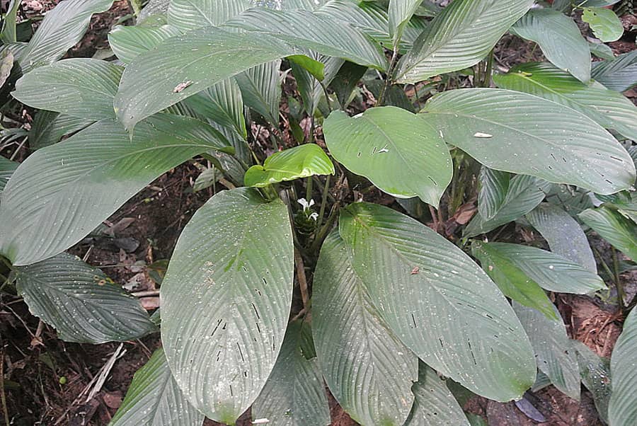 Close view of Miniature Calathea (Goeppertia micans) foliage.