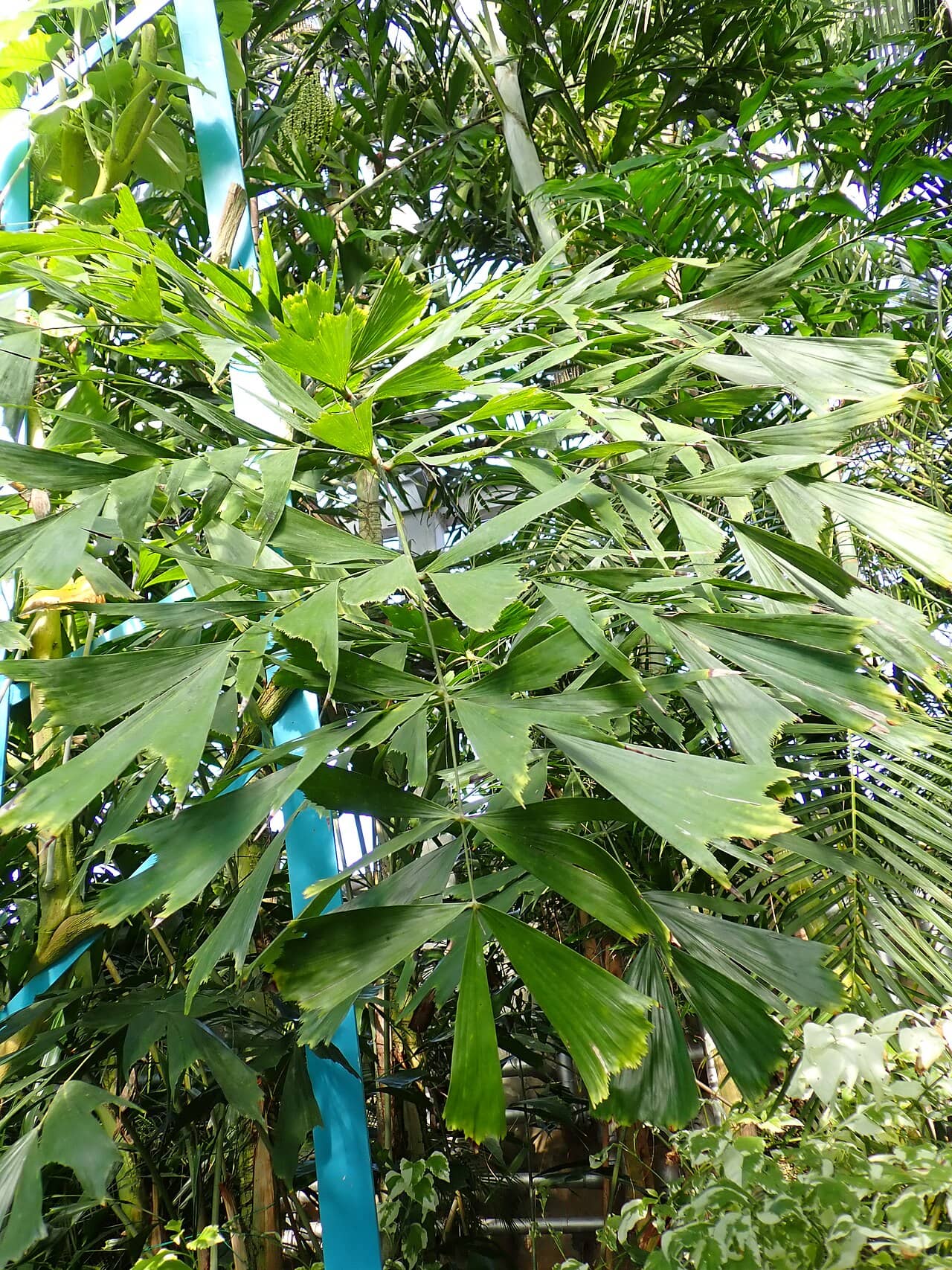 Fishtail Palm (Caryota mitis) growing wild.