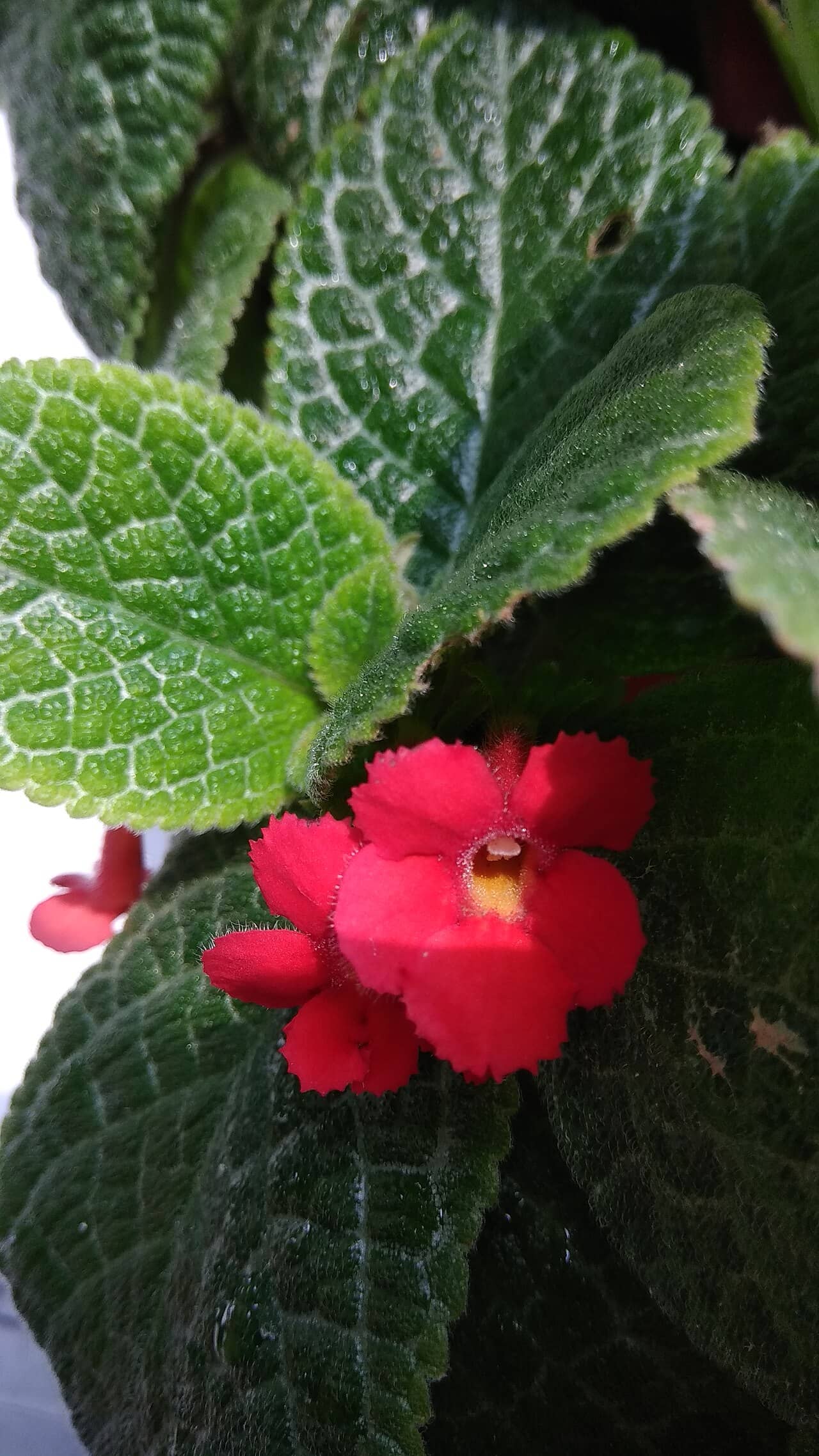 Flowers of Flame Violet (Episcia cupreata).