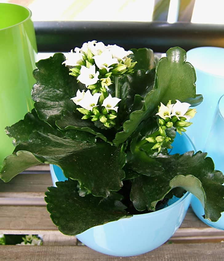 Flaming Katy (Kalanchoe blossfeldiana) growing in a pot.