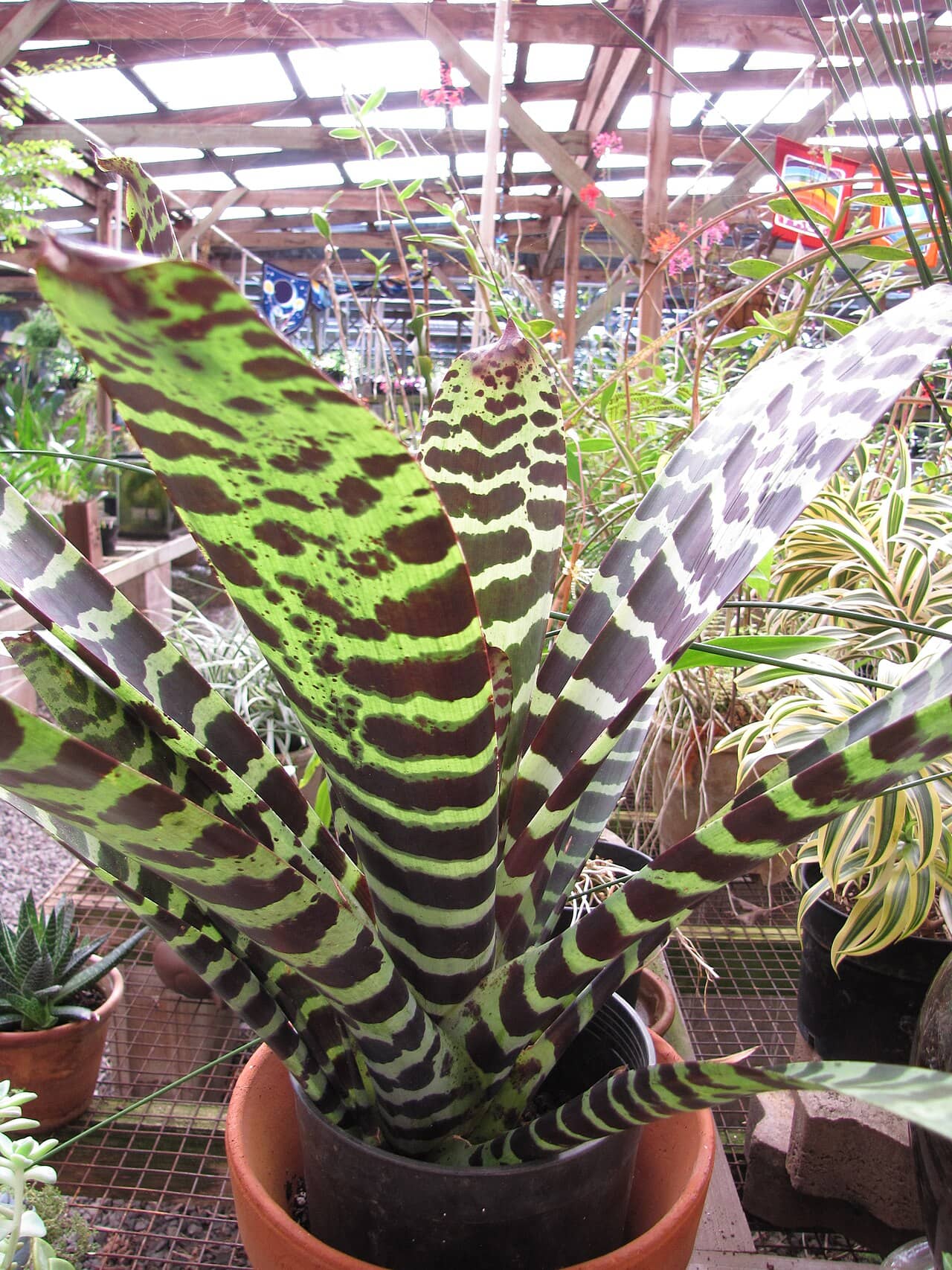 Flaming Sword (Lutheria splendens), the whole plant.