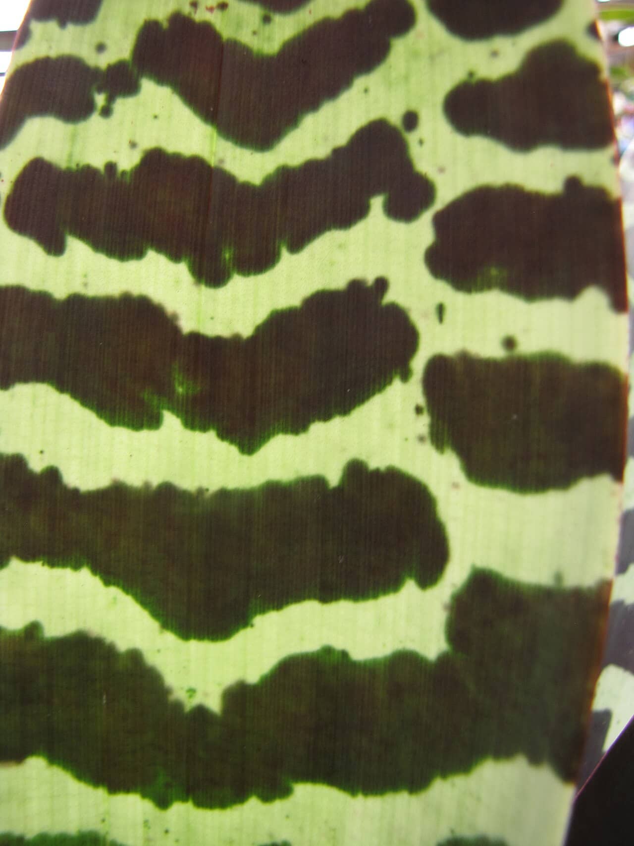 Close view of Flaming Sword (Lutheria splendens) foliage.