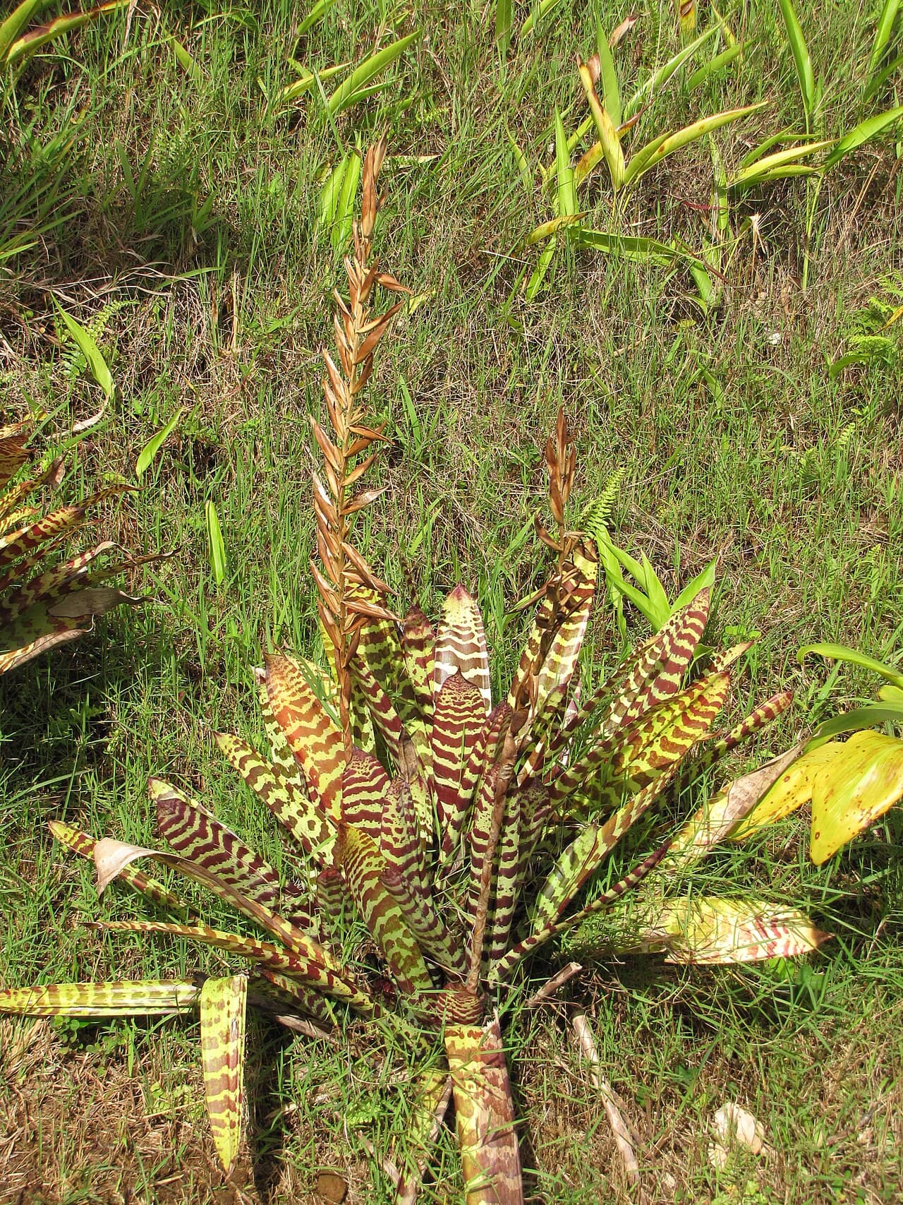 Flaming Sword (Lutheria splendens) growing wild.