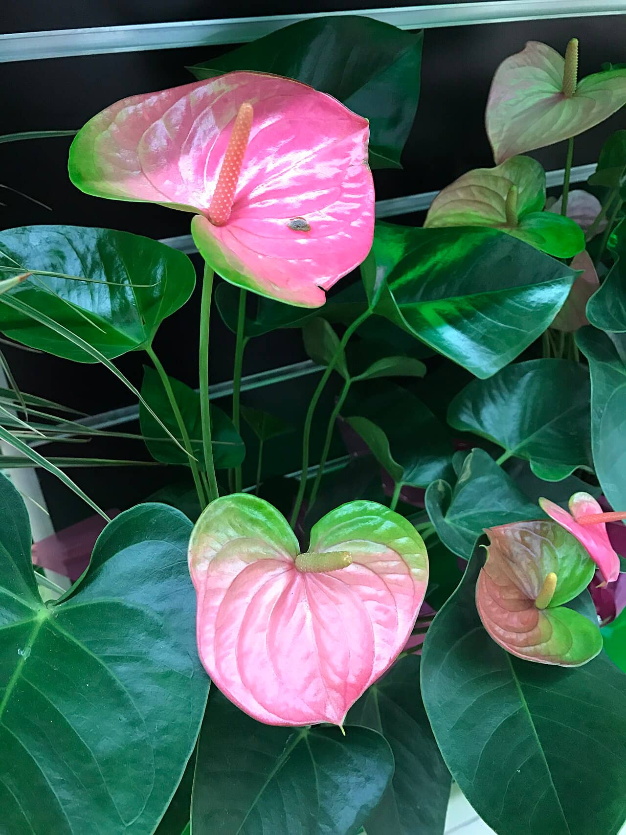 Flamingo flower (Anthurium andraeanum), the whole plant.