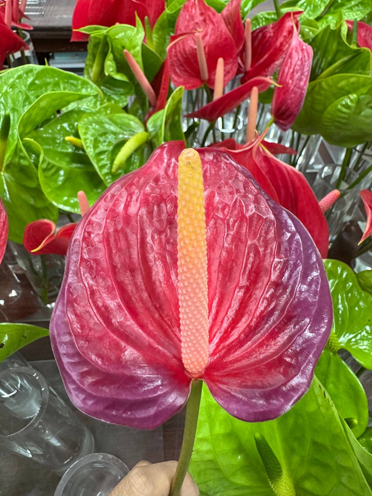 Flowers of Flamingo flower (Anthurium andraeanum).