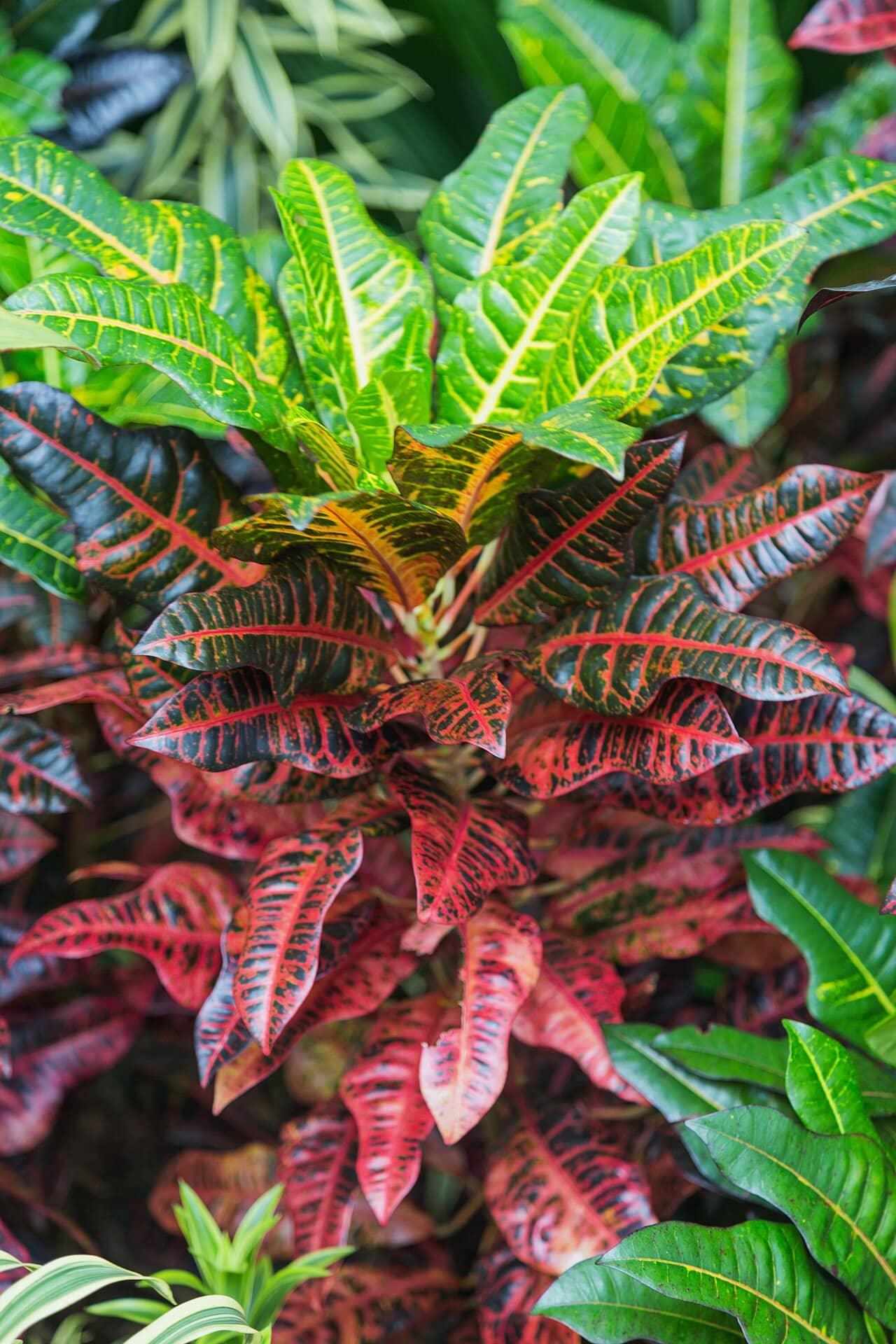 Garden Croton (Codiaeum variegatum), the whole plant.