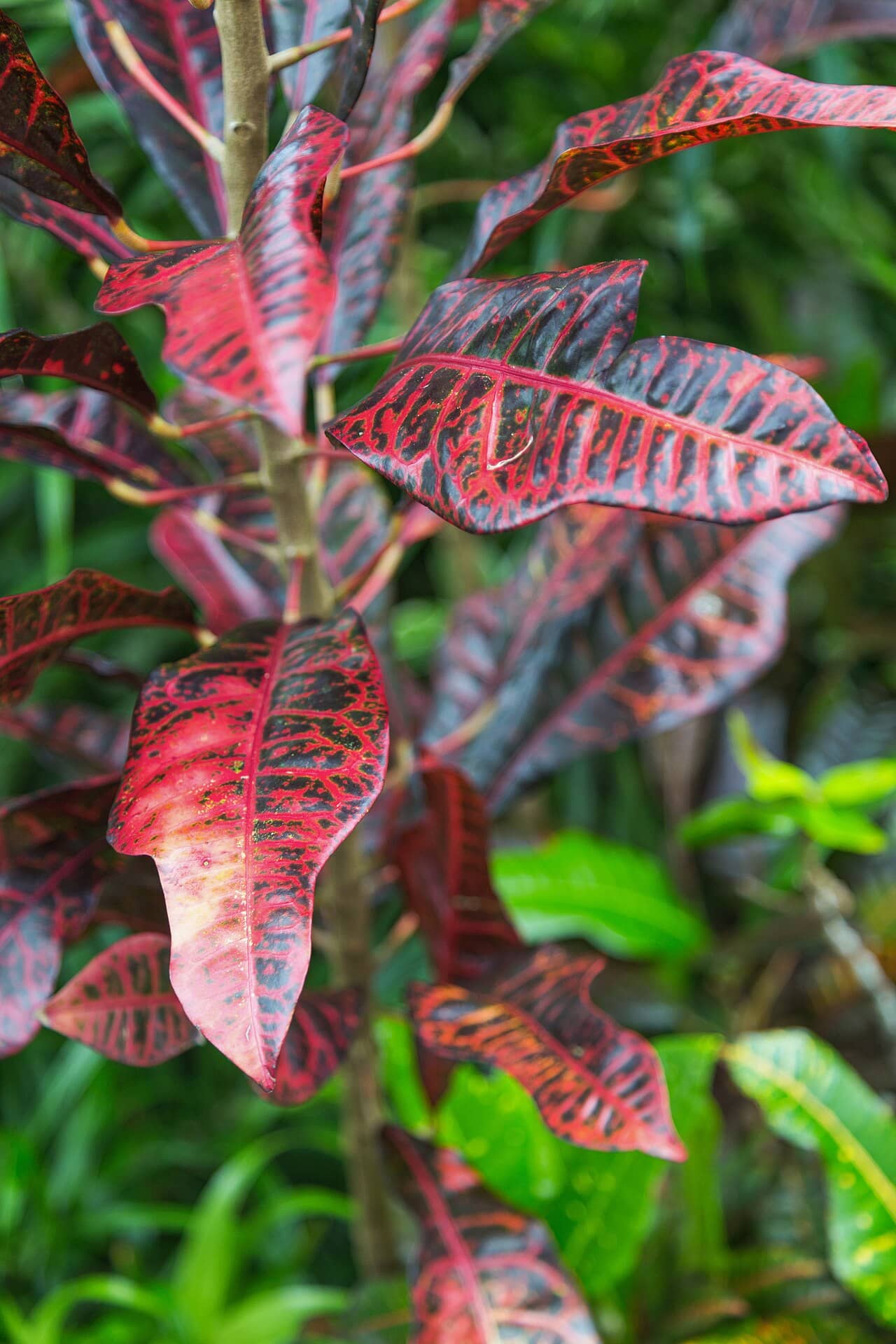 Close view of Garden Croton (Codiaeum variegatum) foliage.
