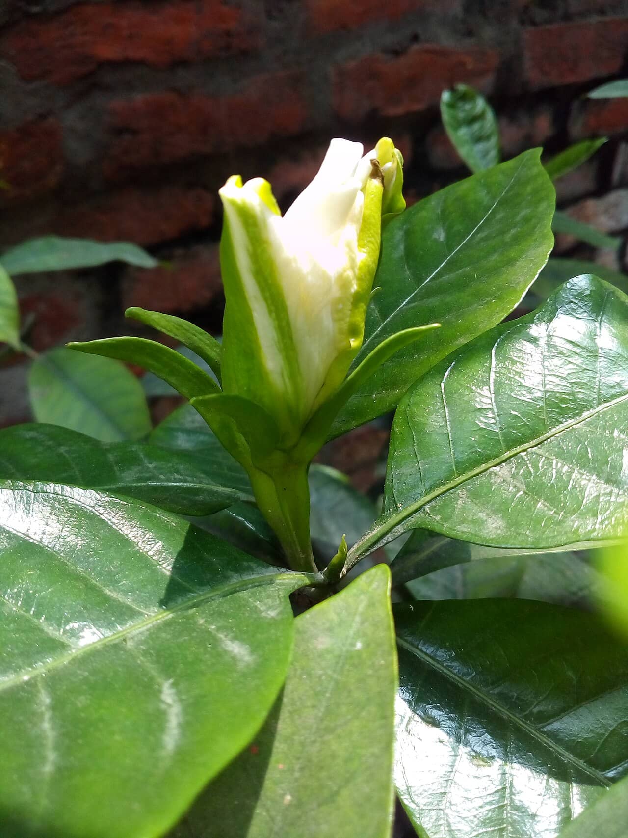 Gardenia (Gardenia jasminoides), the whole plant.
